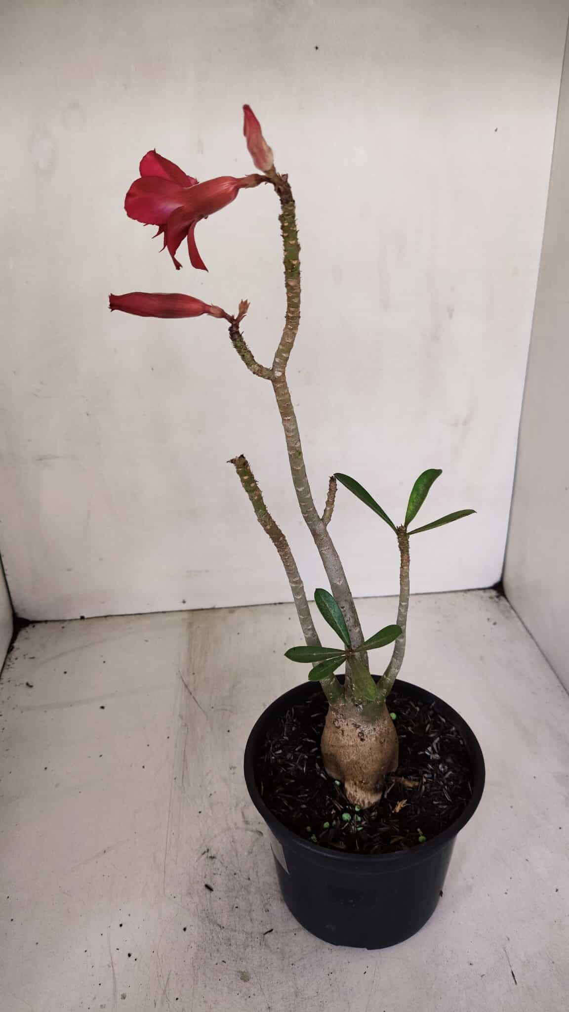 Planta Dobrada 3307 – 35cm – 03 anos
