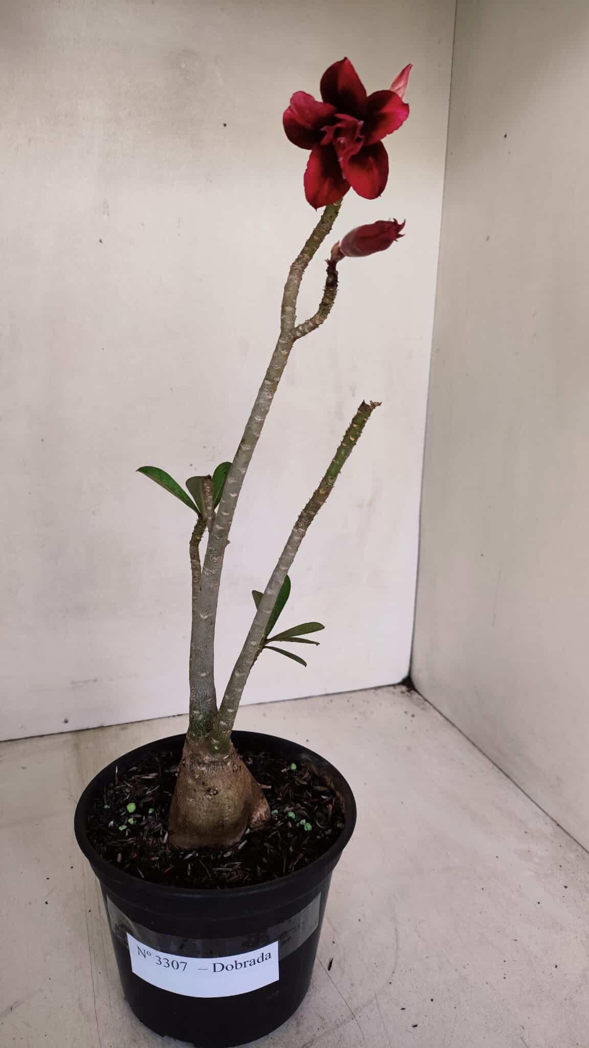 Planta Dobrada 3307 – 35cm – 03 anos