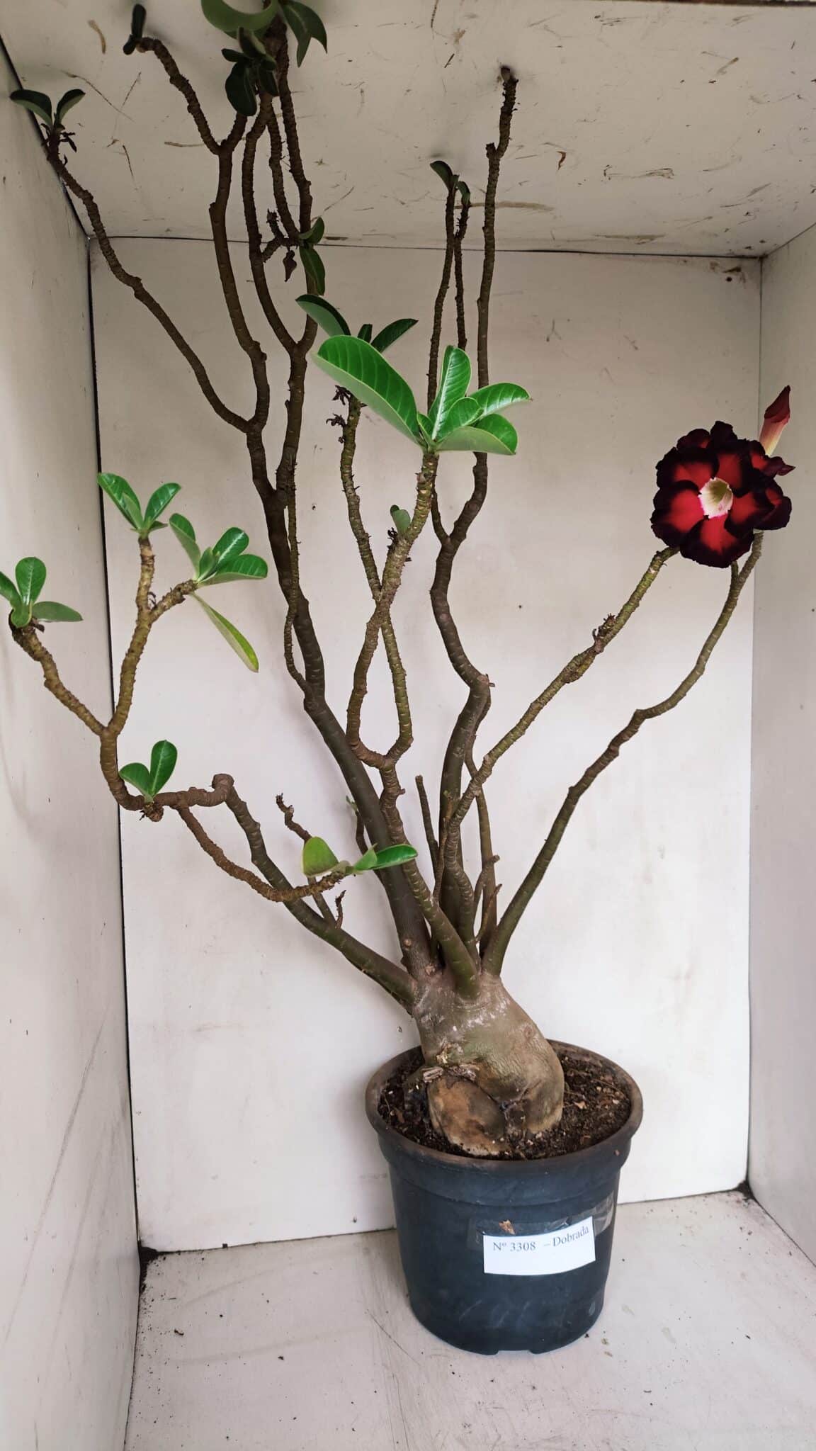 Planta Dobrada 3308 – 65cm – 05 anos