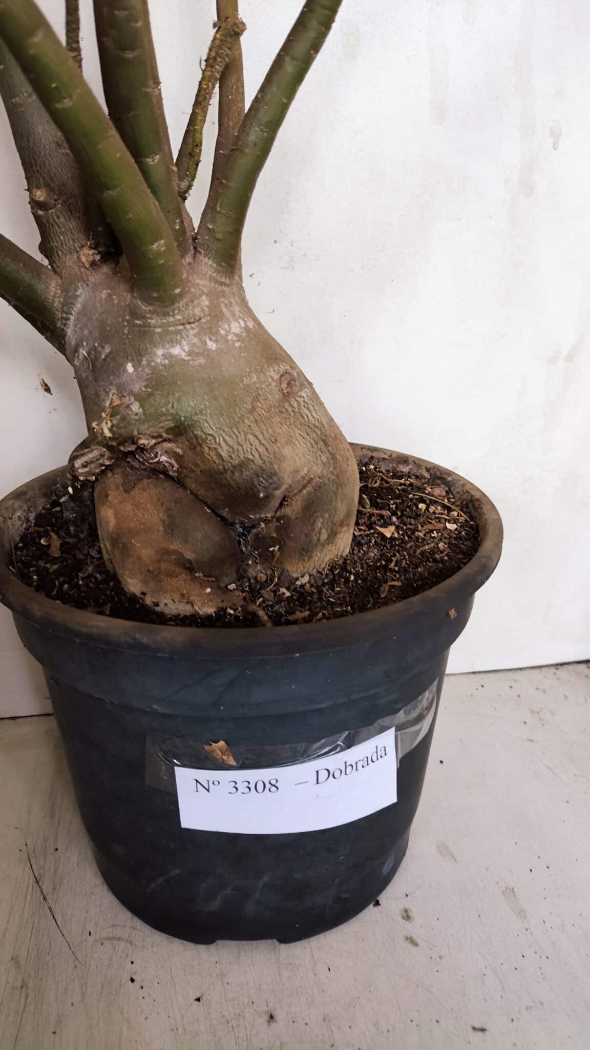 Planta Dobrada 3308 – 65cm – 05 anos