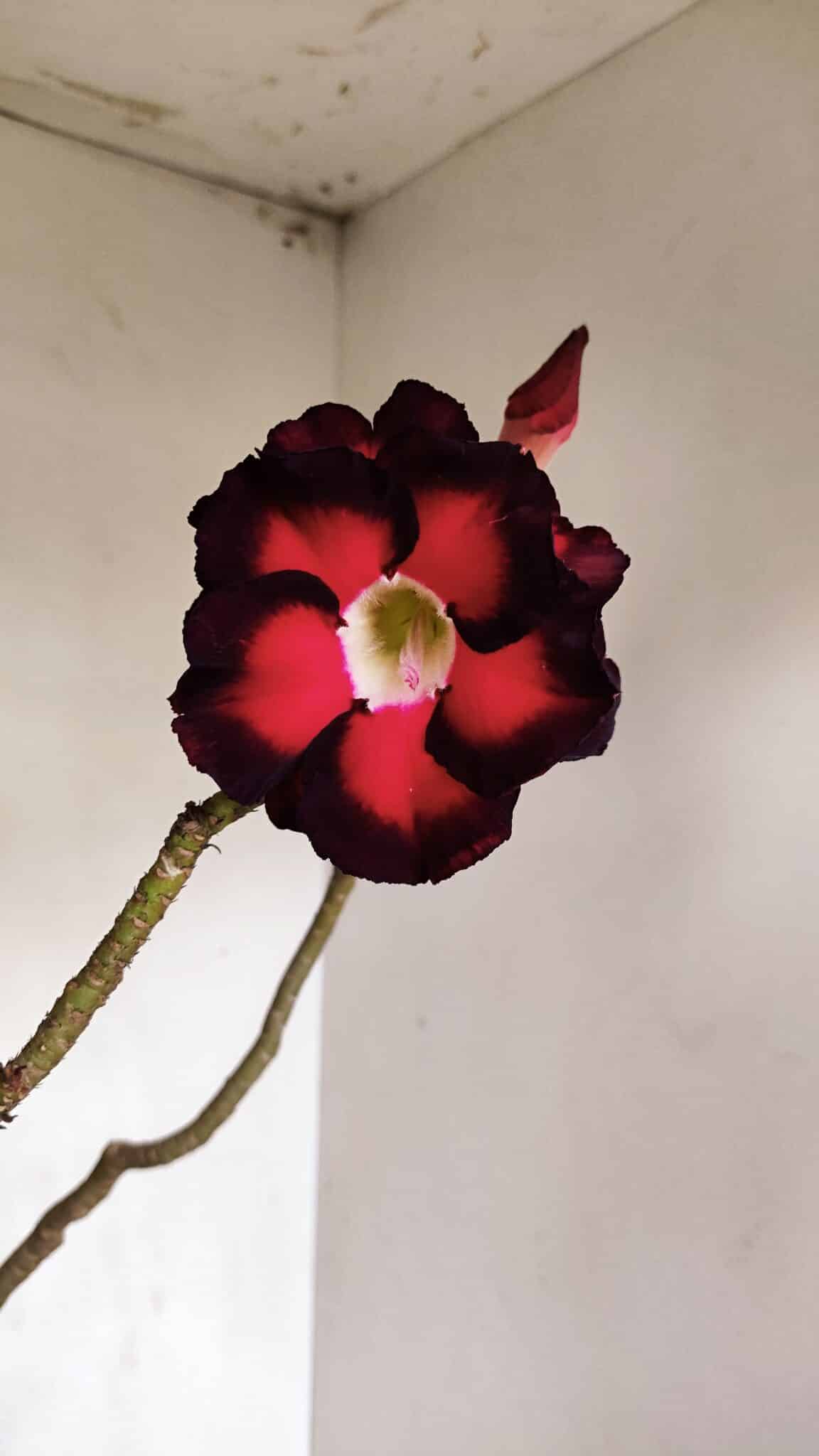 Planta Dobrada 3308 – 65cm – 05 anos