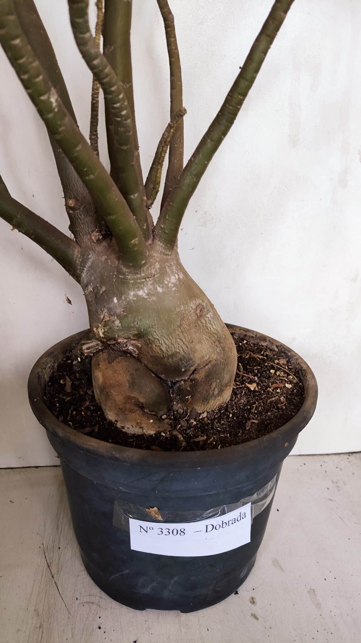 Planta Dobrada 3308 – 65cm – 05 anos