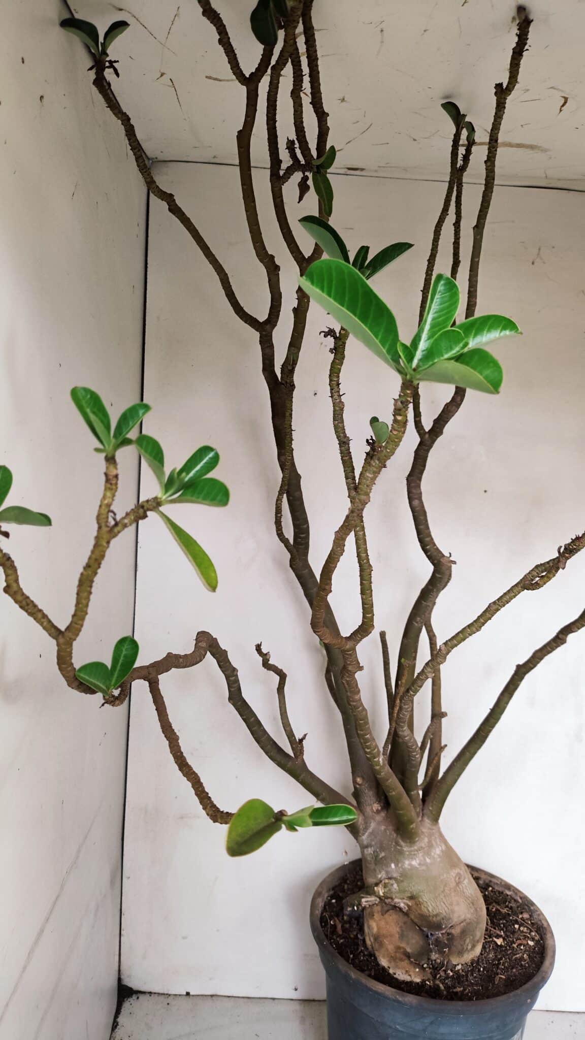 Planta Dobrada 3308 – 65cm – 05 anos