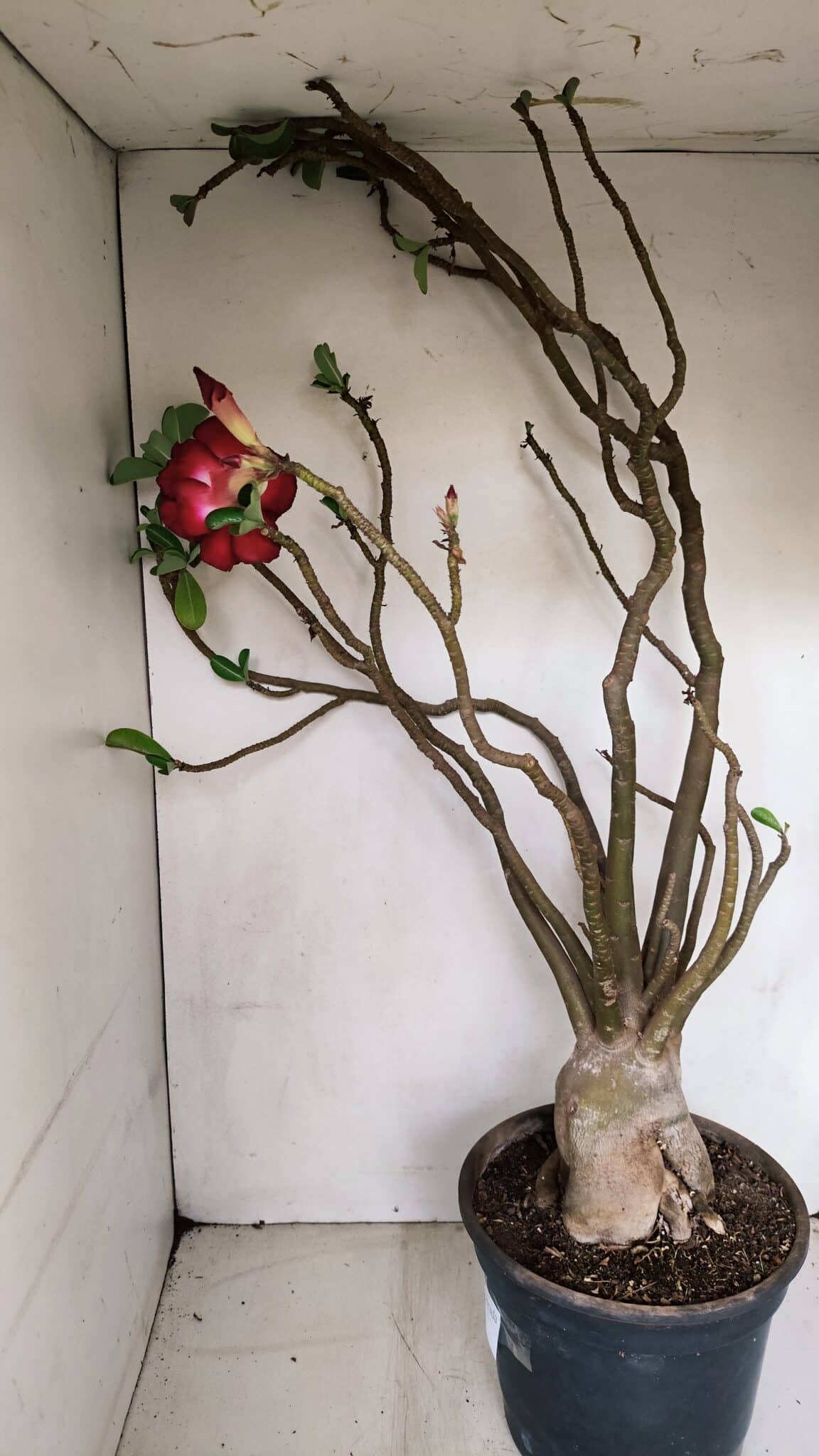 Planta Dobrada 3308 – 65cm – 05 anos