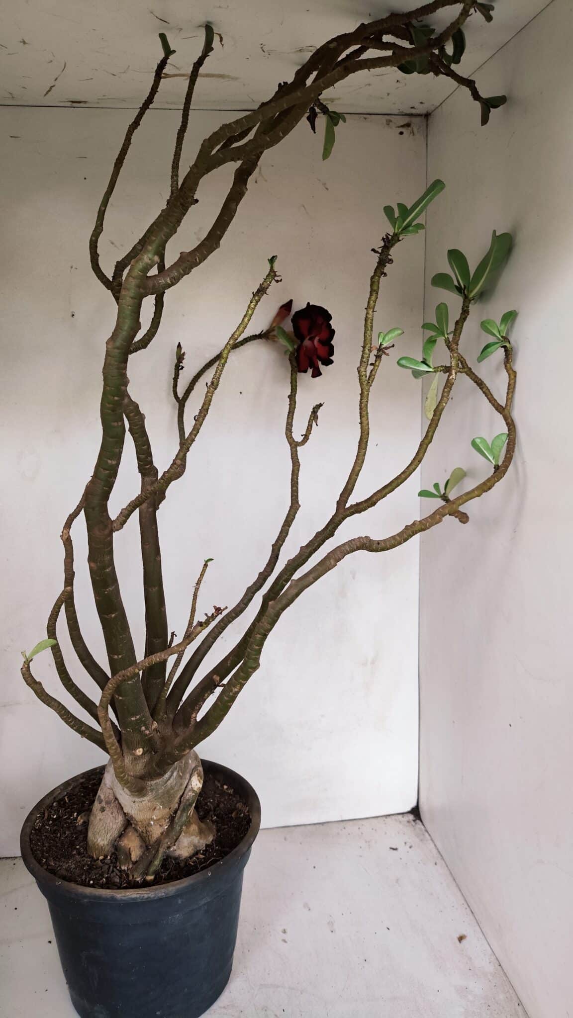 Planta Dobrada 3308 – 65cm – 05 anos