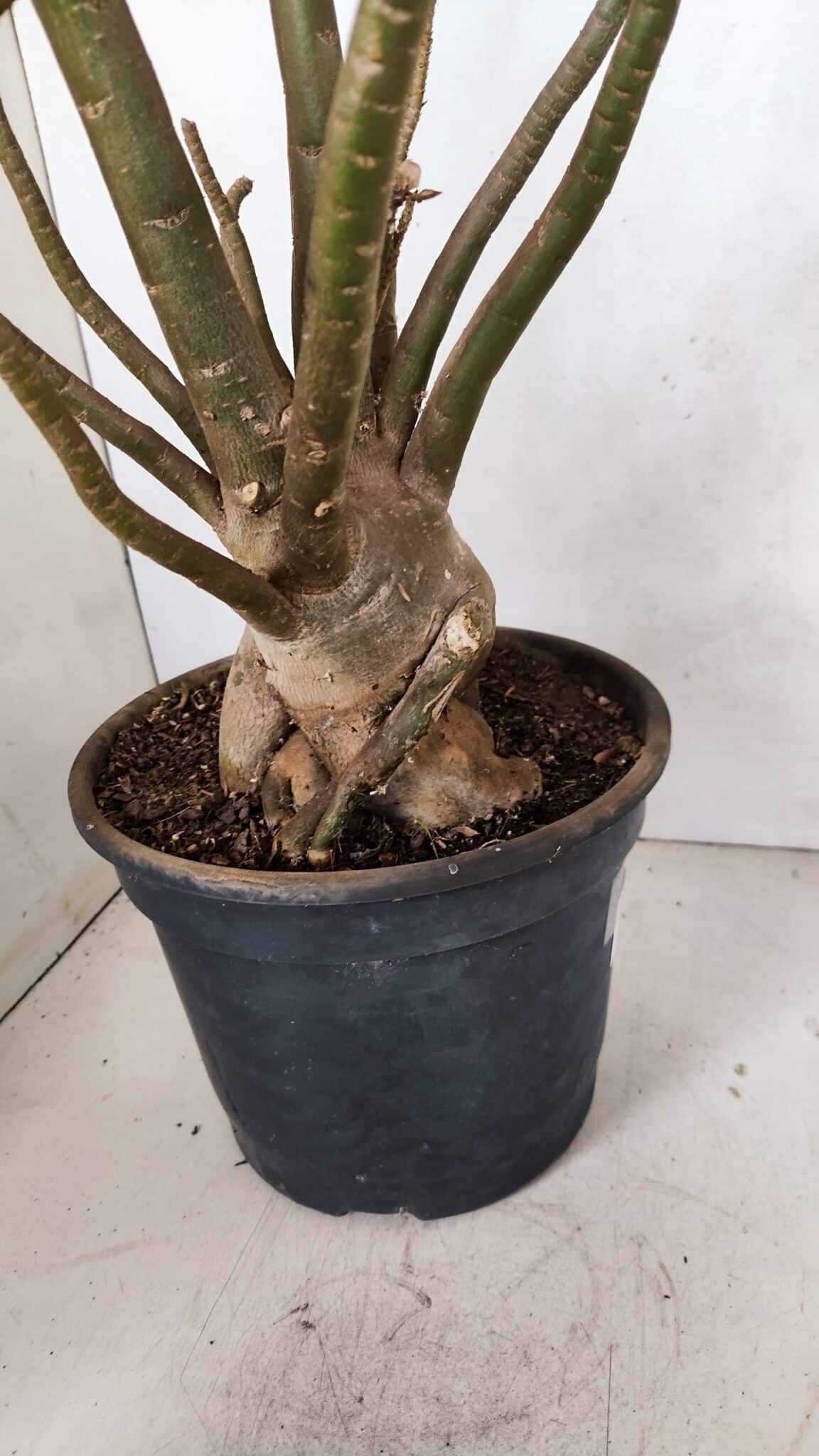 Planta Dobrada 3308 – 65cm – 05 anos