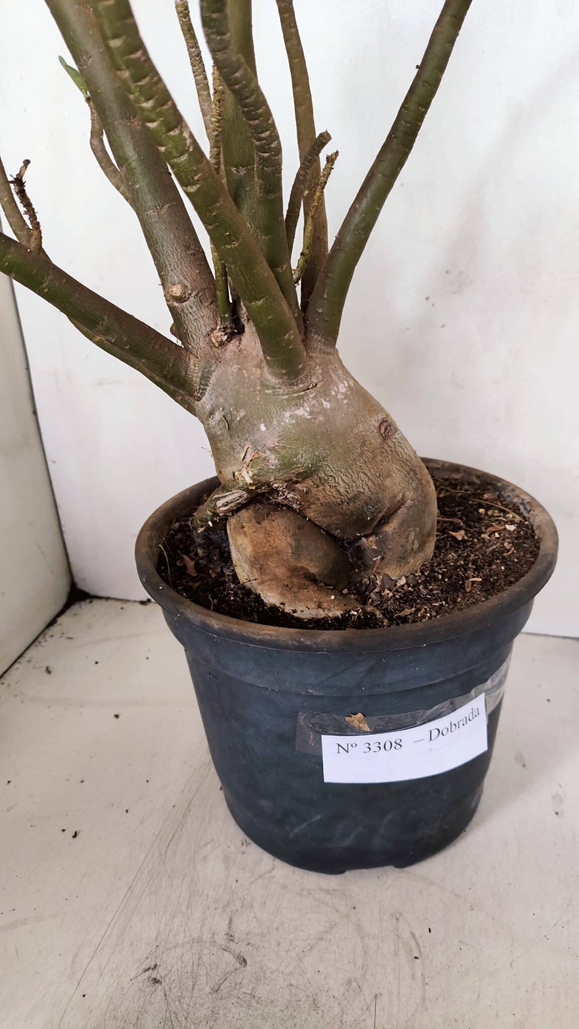 Planta Dobrada 3308 – 65cm – 05 anos