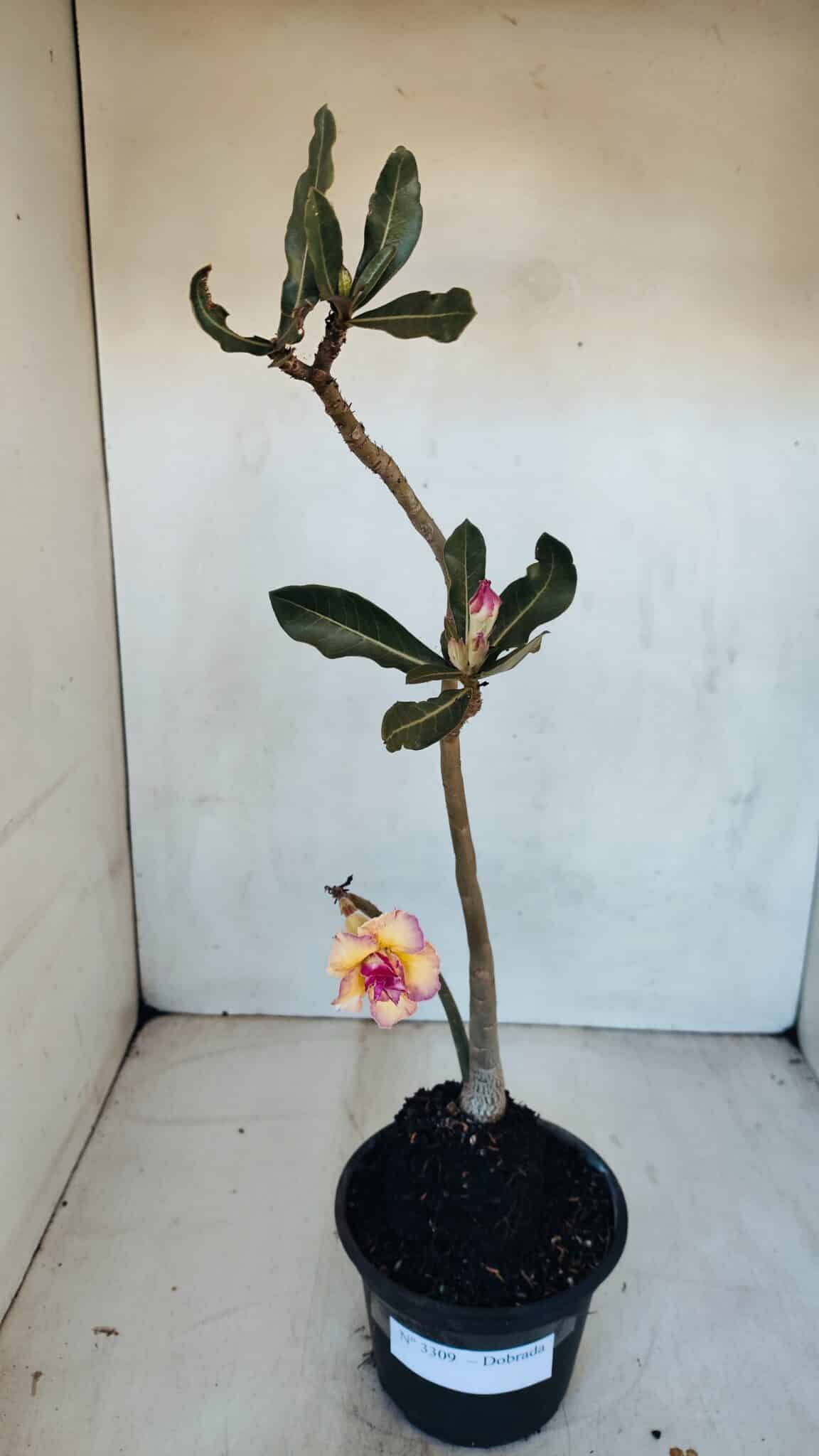 Planta Dobrada 3309 – 35cm – 03 anos