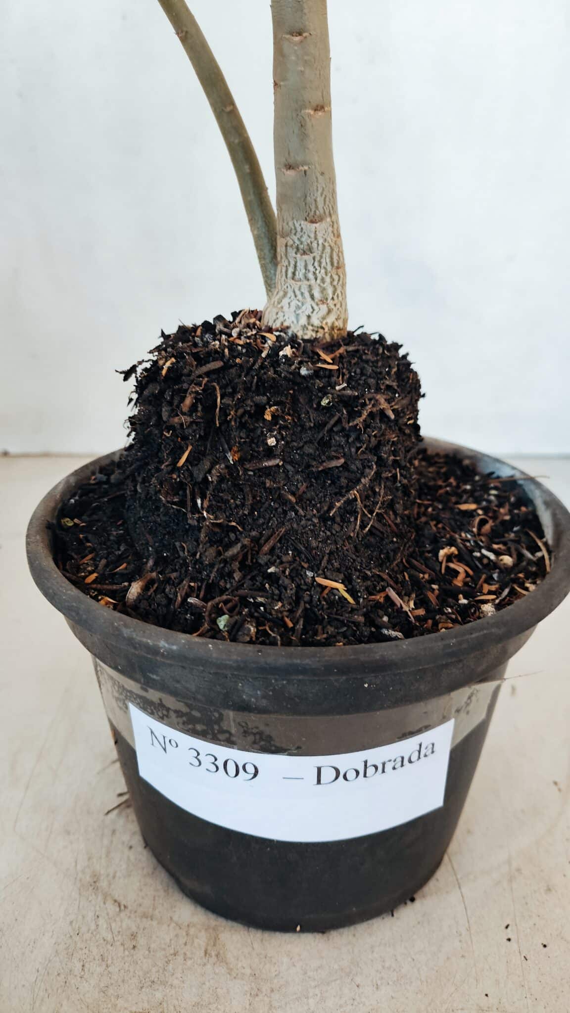 Planta Dobrada 3309 – 35cm – 03 anos