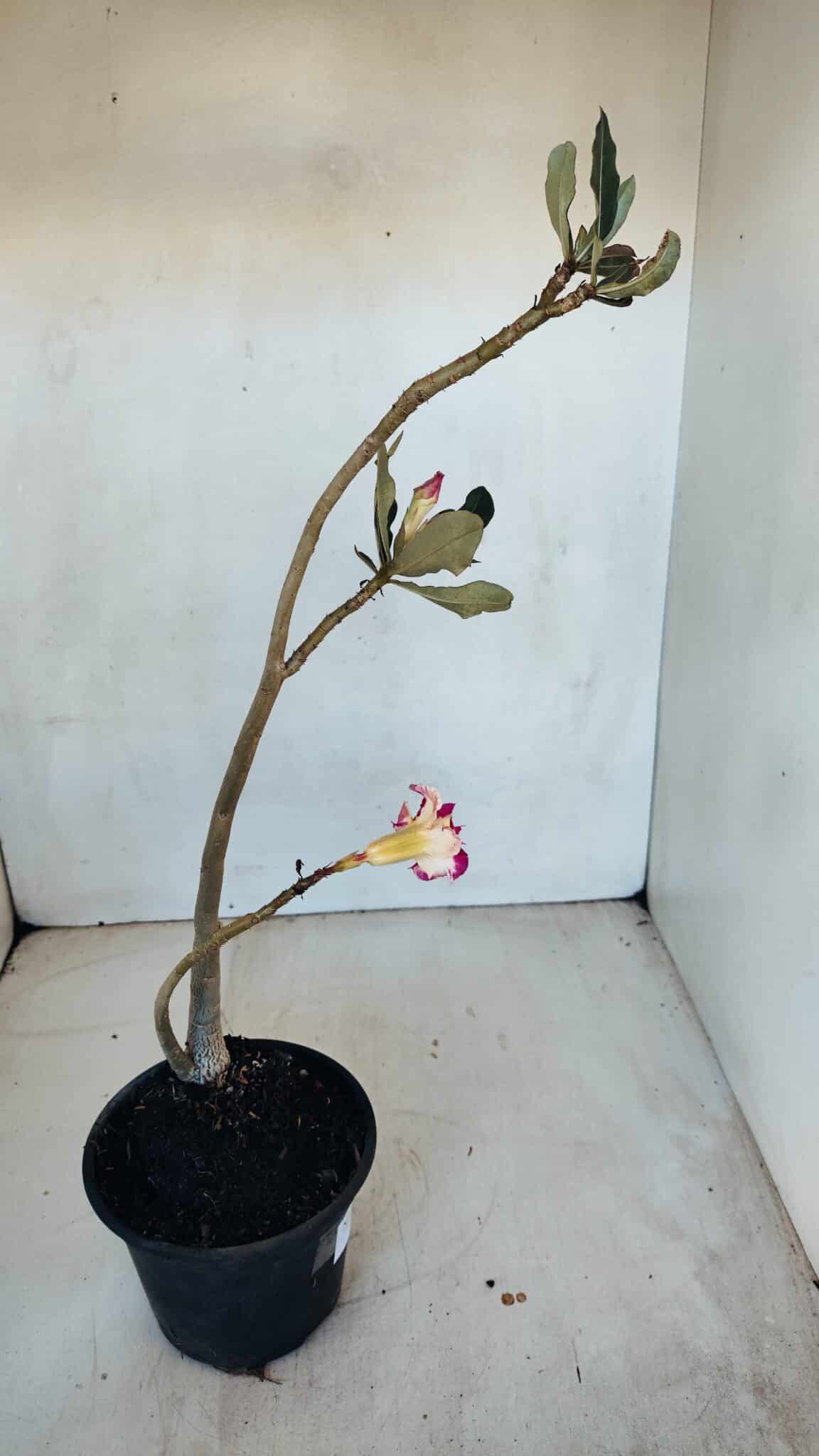 Planta Dobrada 3309 – 35cm – 03 anos