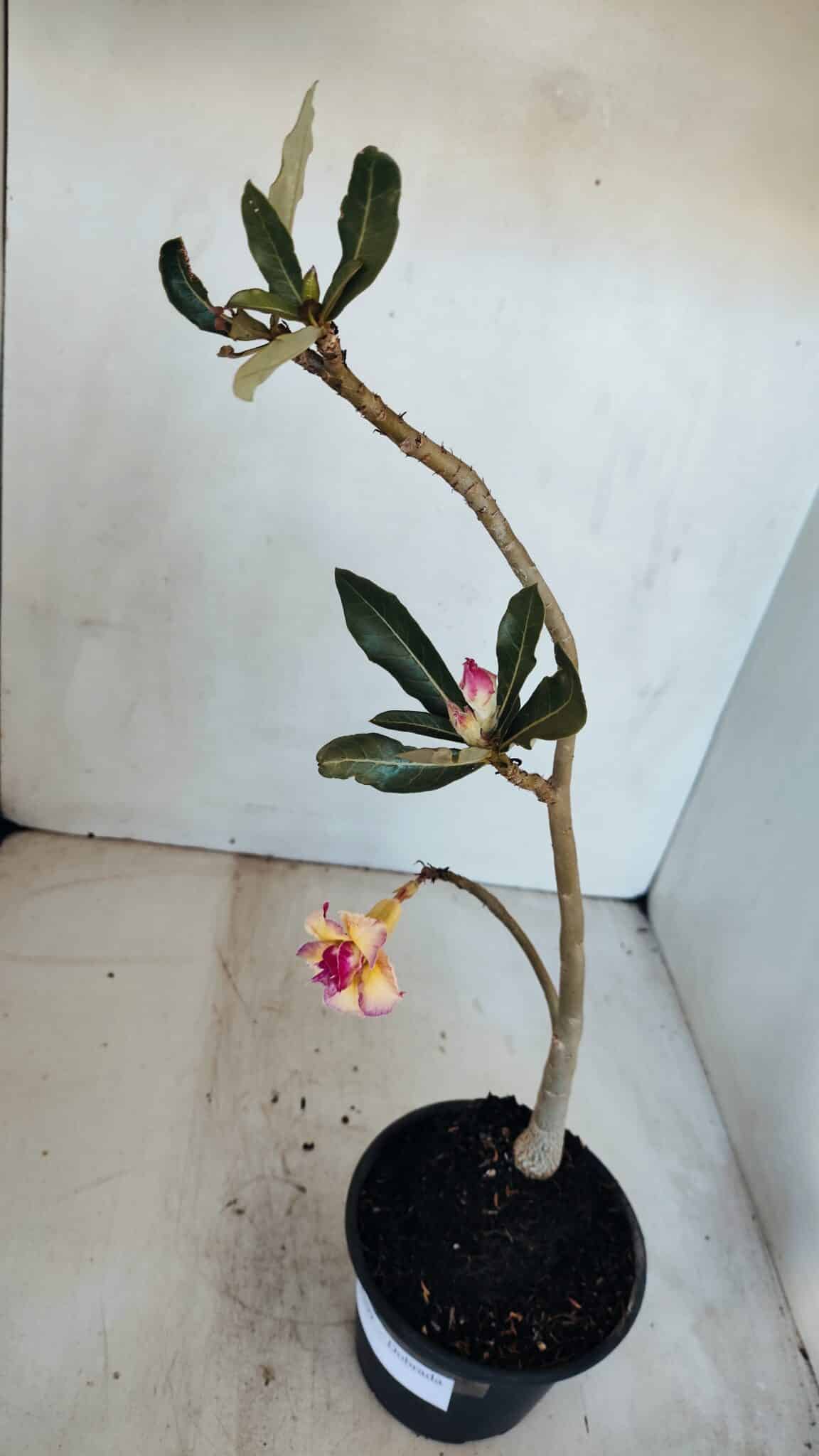 Planta Dobrada 3309 – 35cm – 03 anos