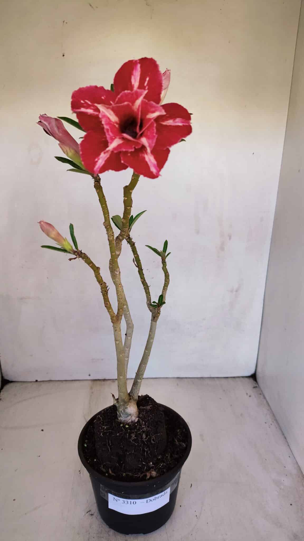 Planta Dobrada 3310 – 35cm – 03 anos