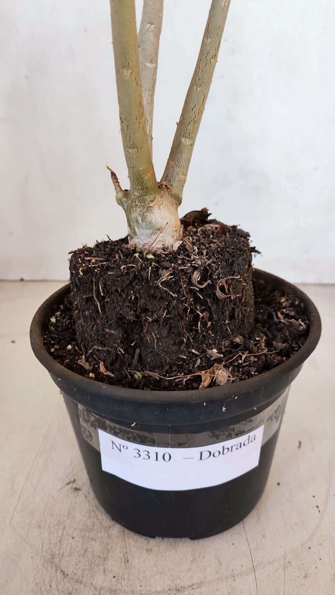Planta Dobrada 3310 – 35cm – 03 anos