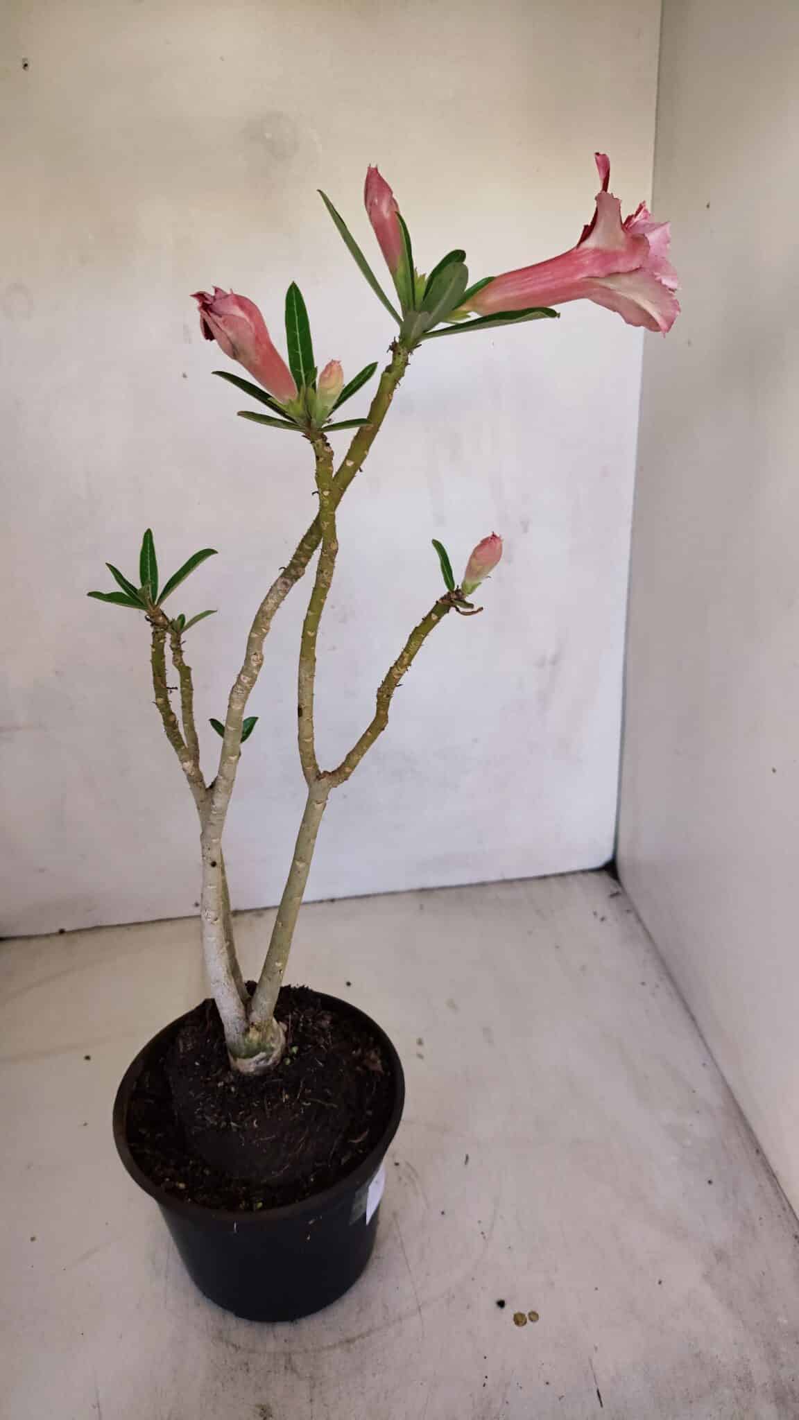Planta Dobrada 3310 – 35cm – 03 anos
