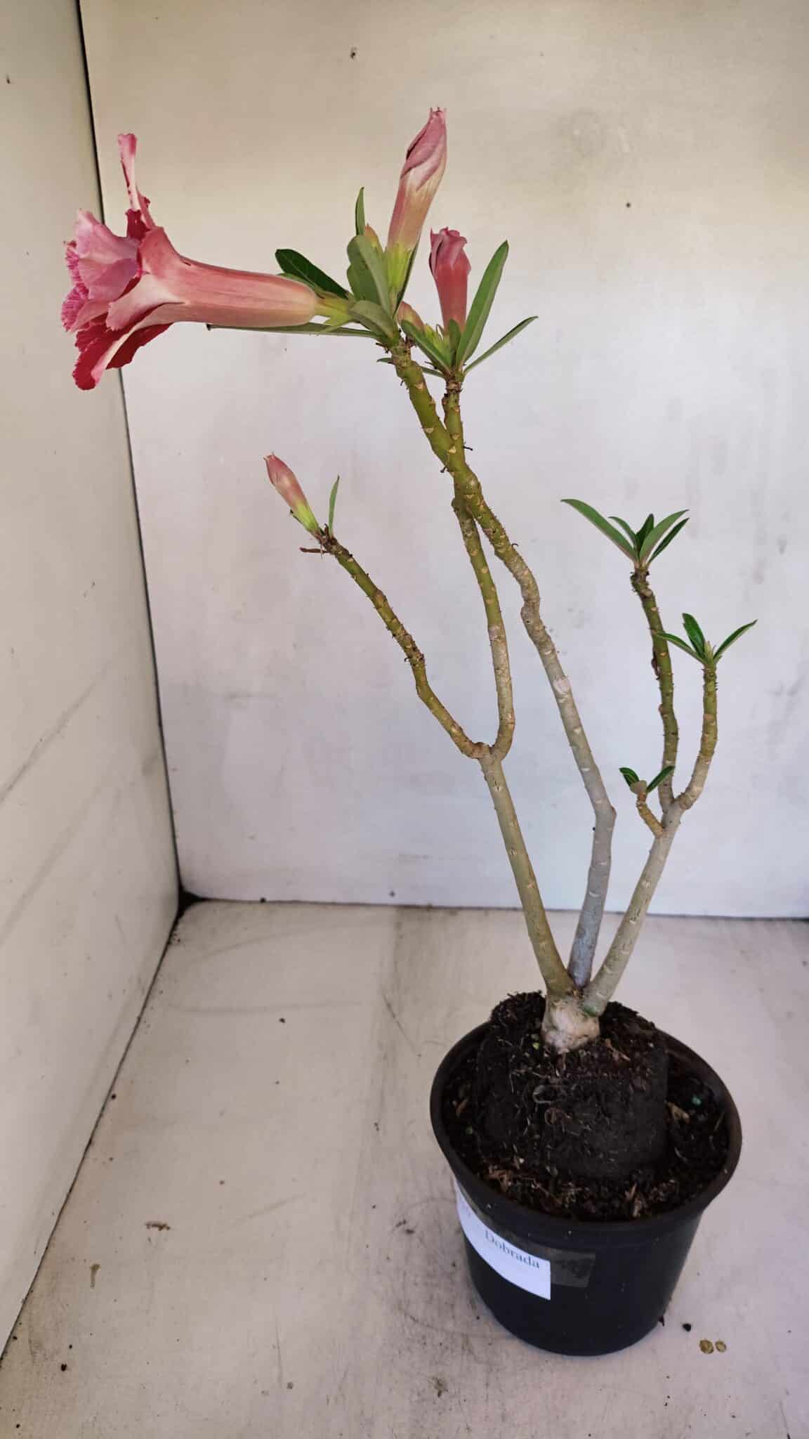 Planta Dobrada 3310 – 35cm – 03 anos