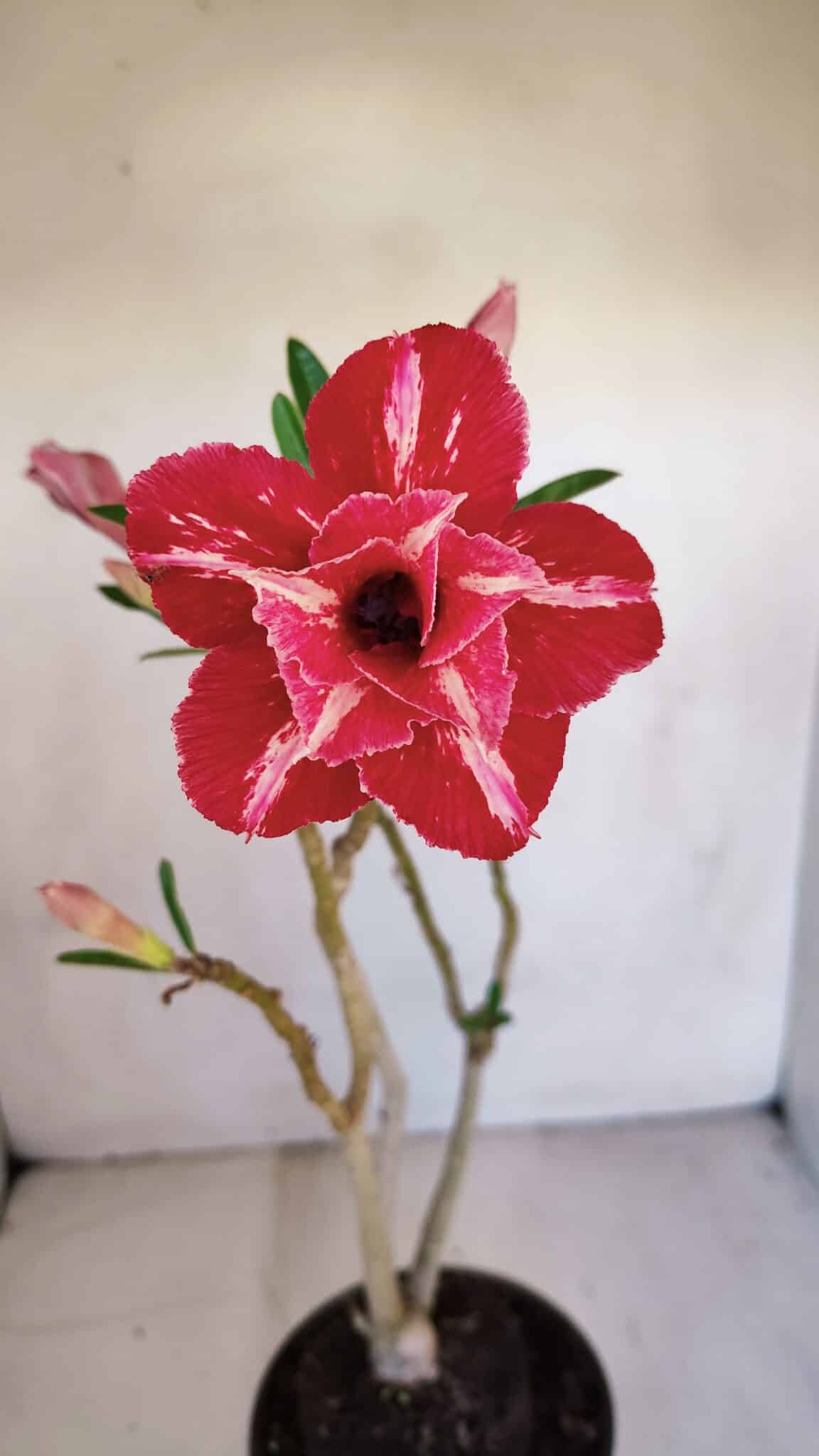 Planta Dobrada 3310 – 35cm – 03 anos
