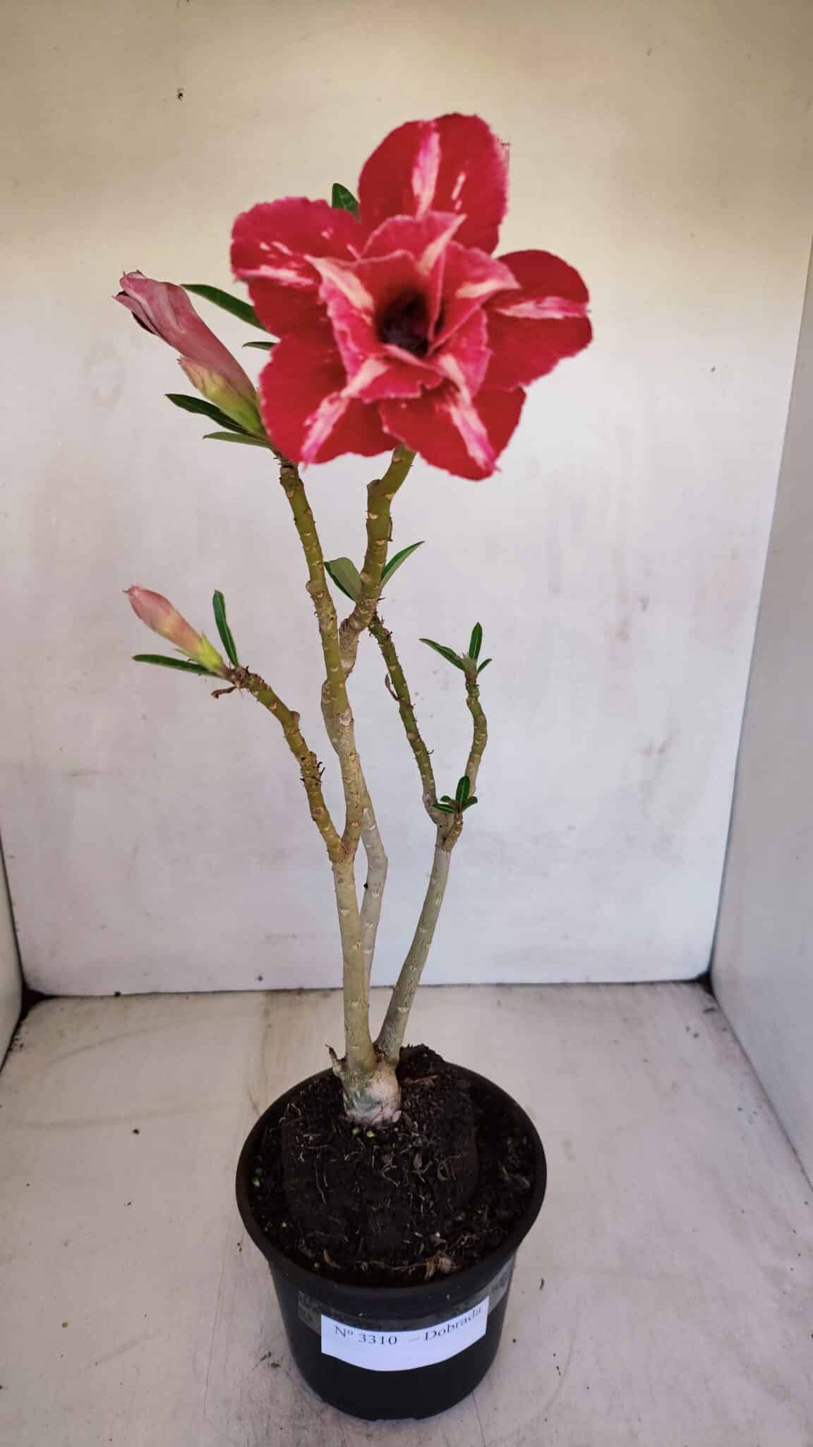 Planta Dobrada 3310 – 35cm – 03 anos