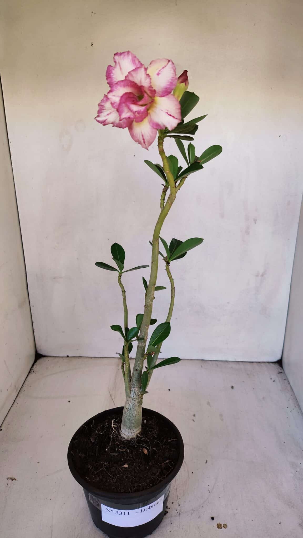 Planta Dobrada 3311 – 35cm – 03 anos