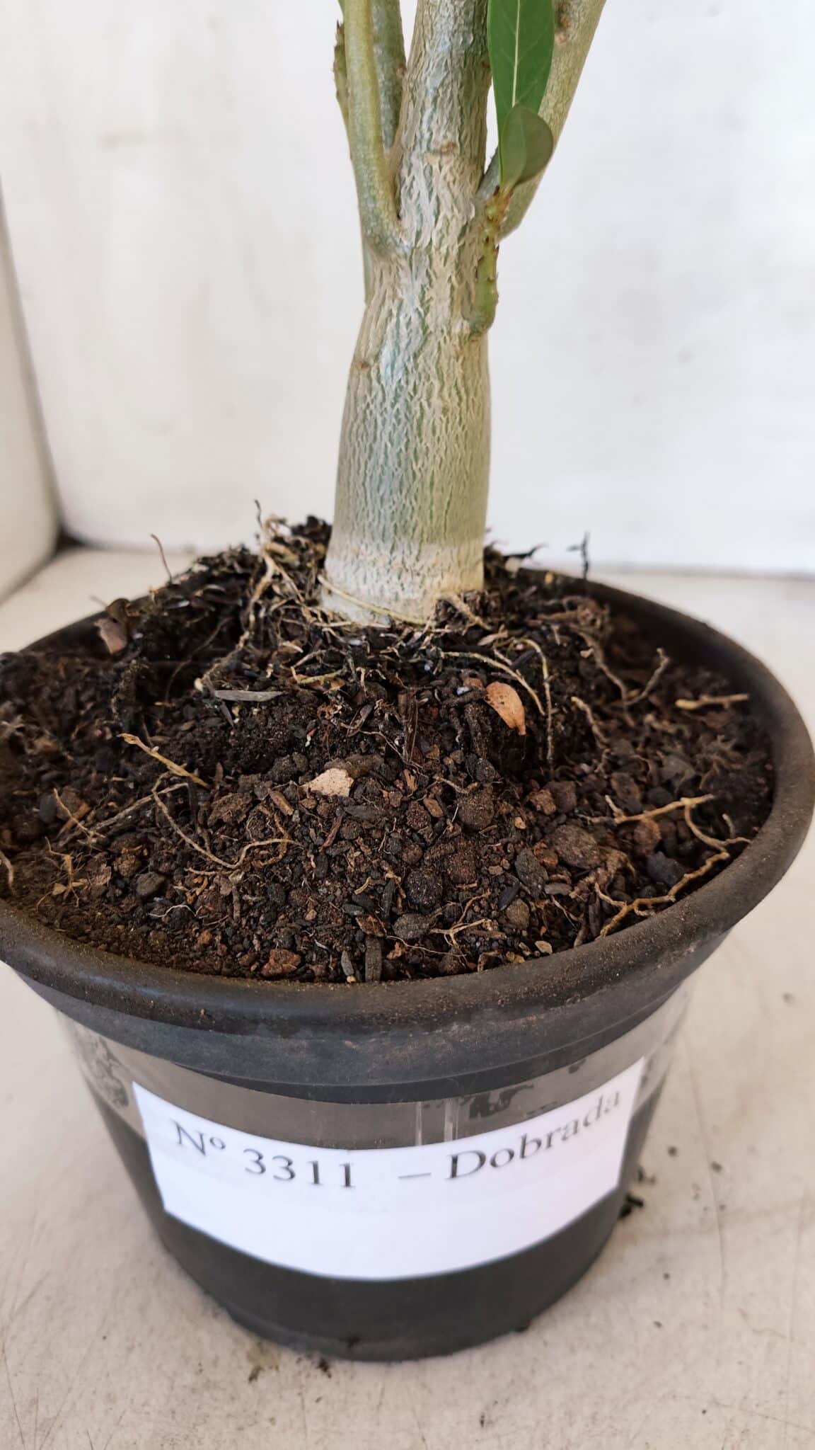 Planta Dobrada 3311 – 35cm – 03 anos