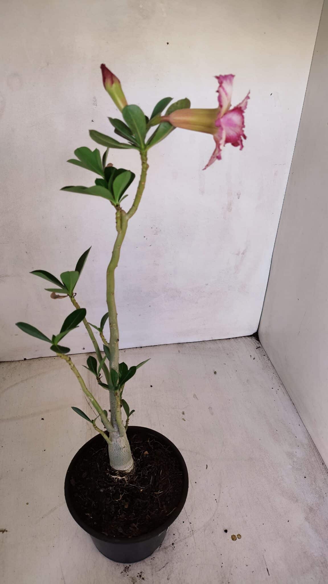 Planta Dobrada 3311 – 35cm – 03 anos