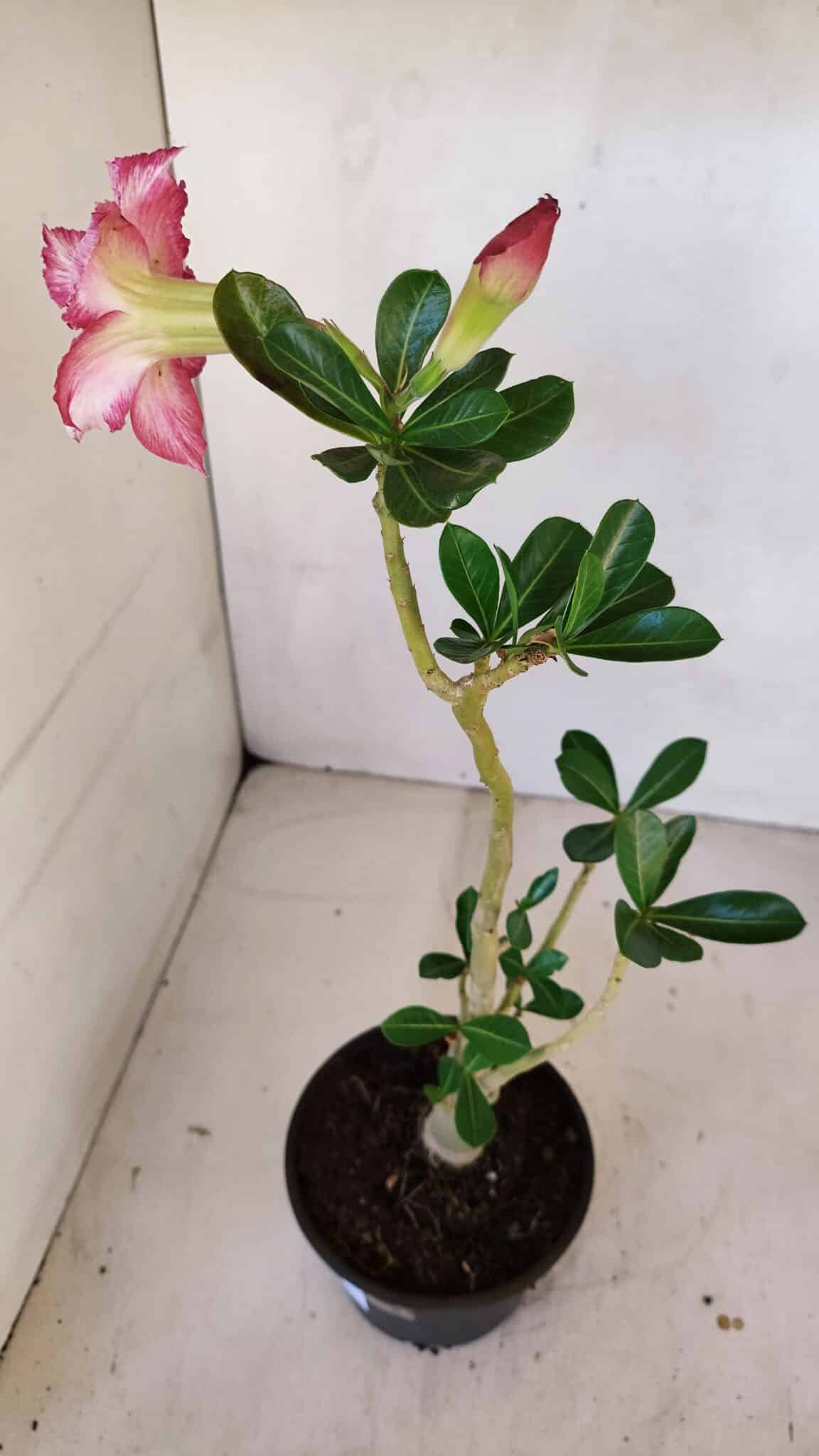 Planta Dobrada 3311 – 35cm – 03 anos