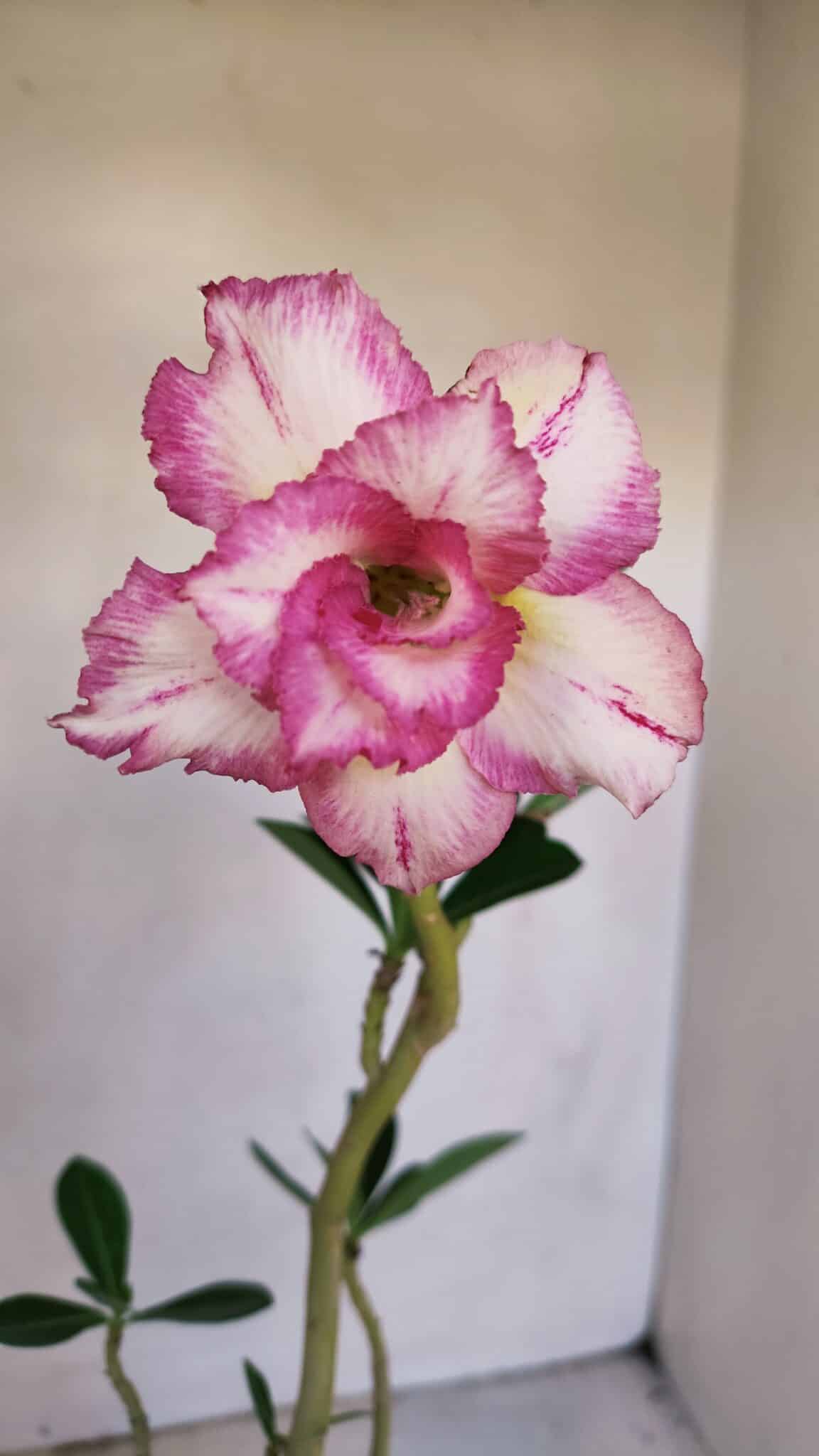 Planta Dobrada 3311 – 35cm – 03 anos