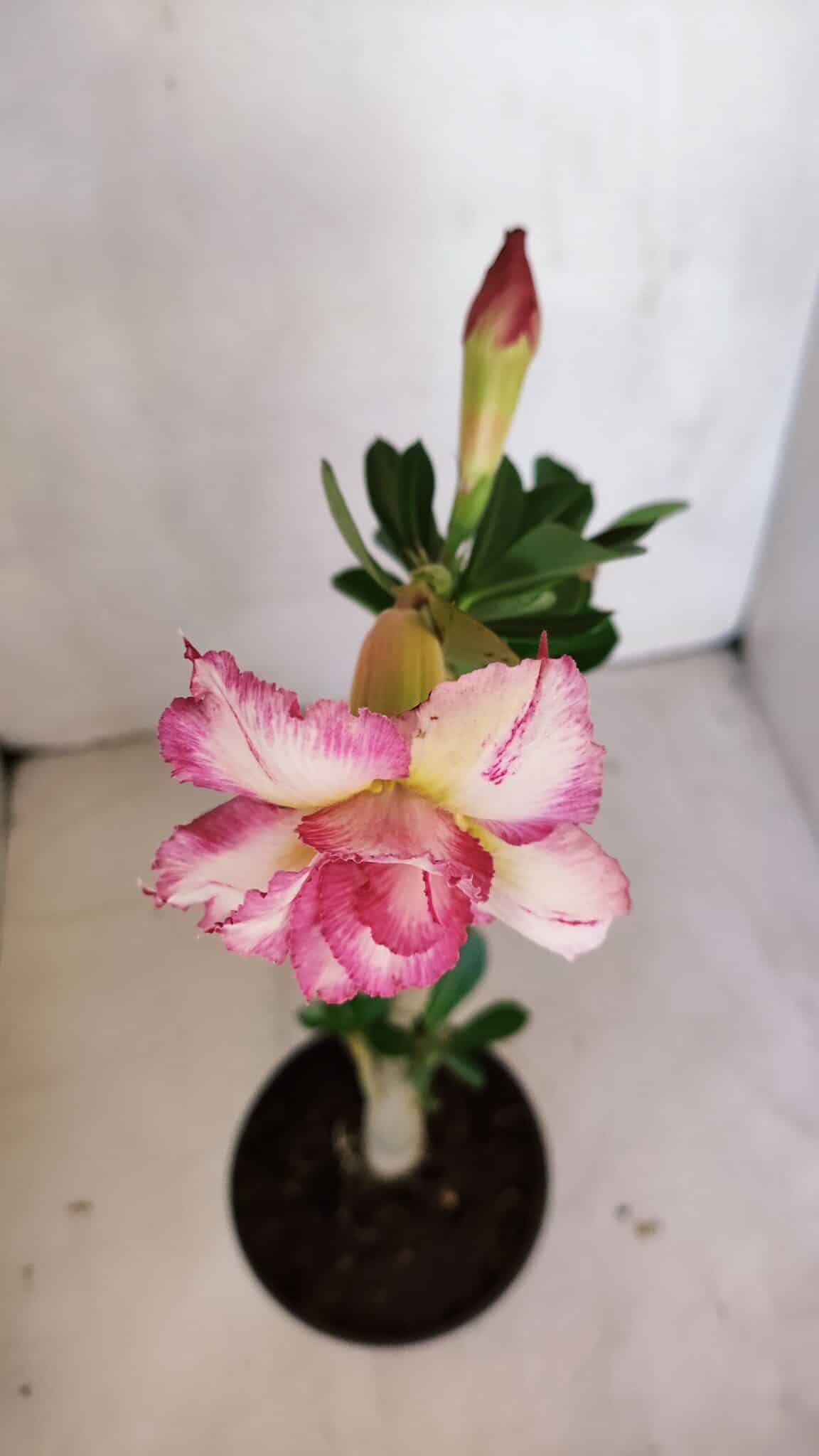 Planta Dobrada 3311 – 35cm – 03 anos