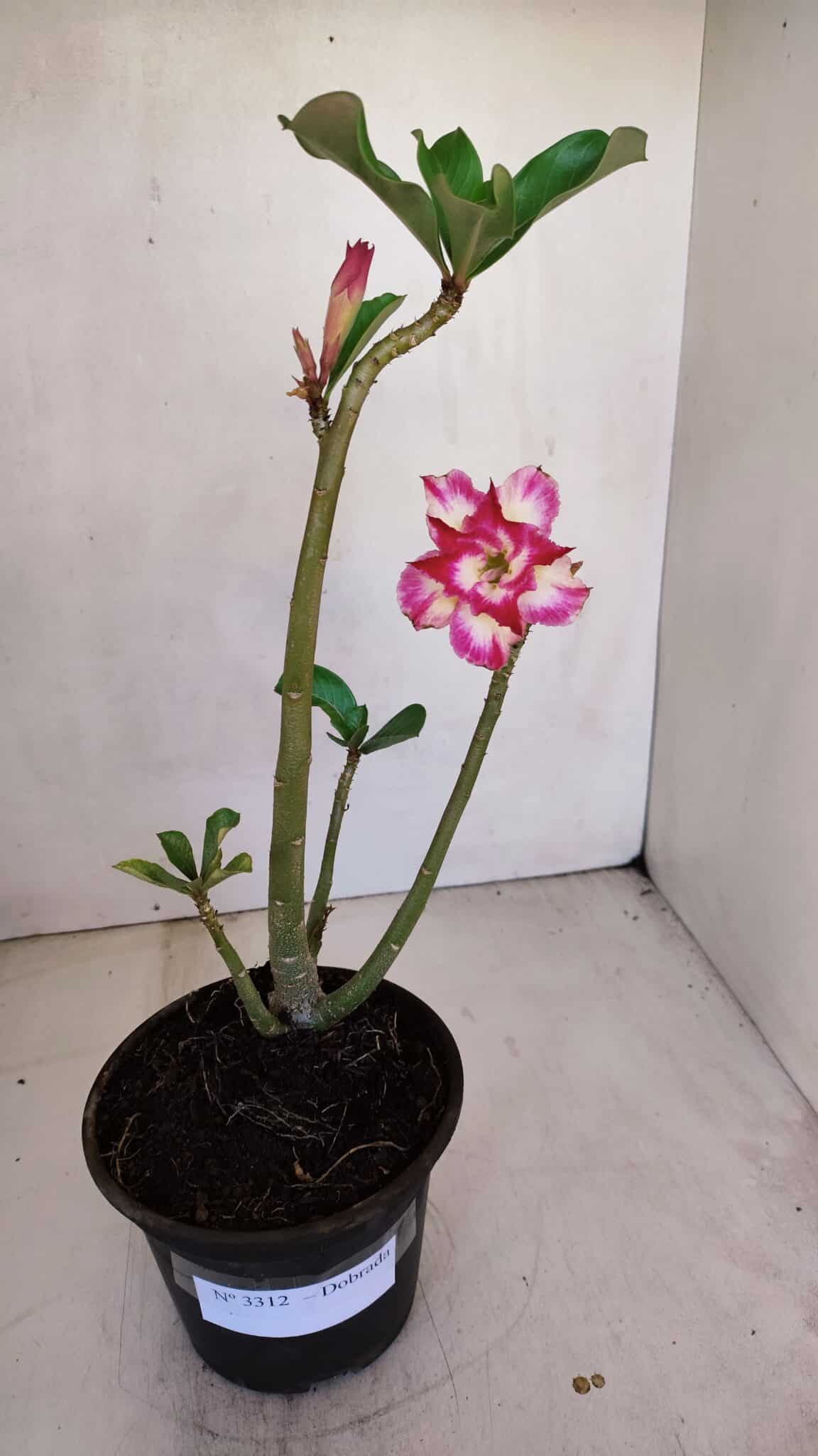 Planta Dobrada 3312 – 35cm – 03 anos