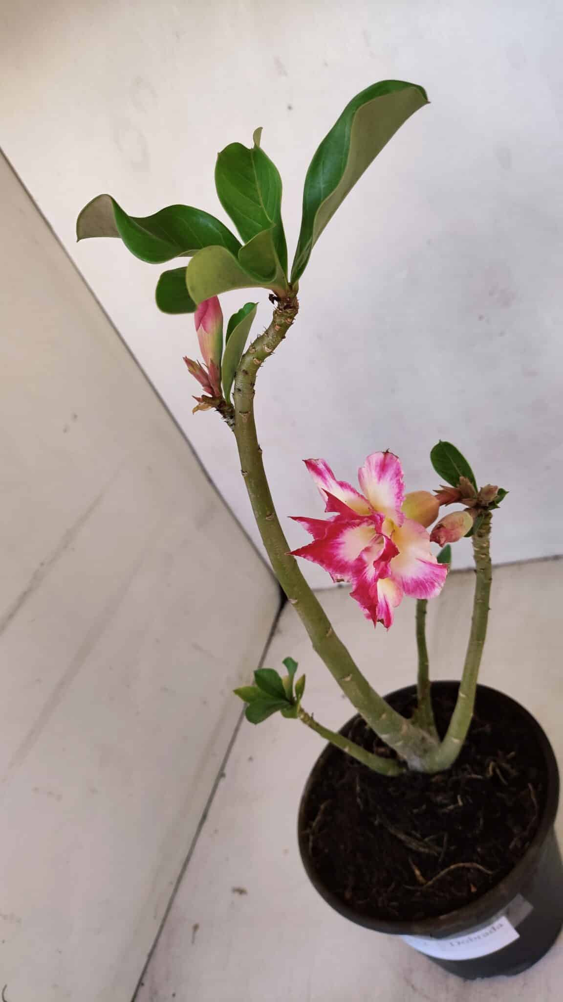 Planta Dobrada 3312 – 35cm – 03 anos