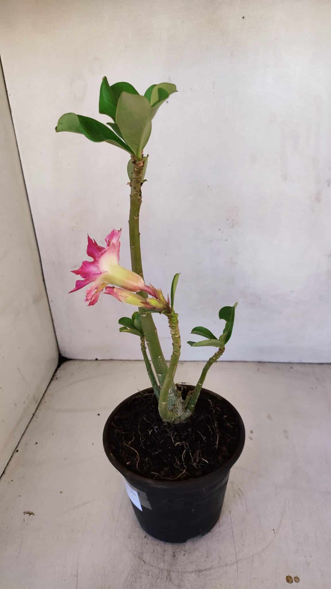 Planta Dobrada 3312 – 35cm – 03 anos
