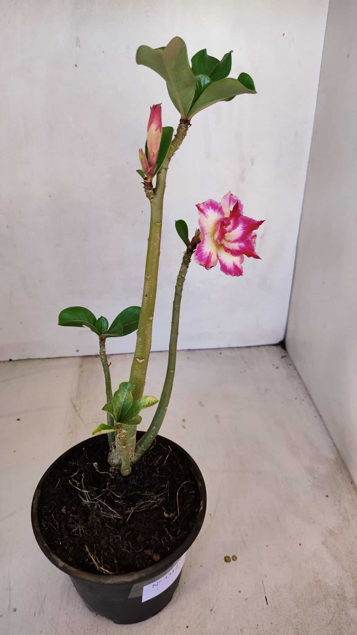 Planta Dobrada 3312 – 35cm – 03 anos