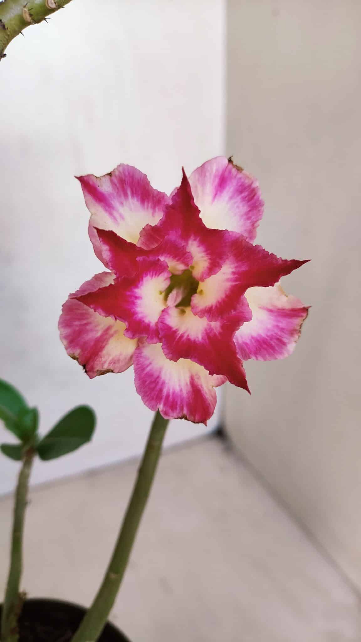 Planta Dobrada 3312 – 35cm – 03 anos