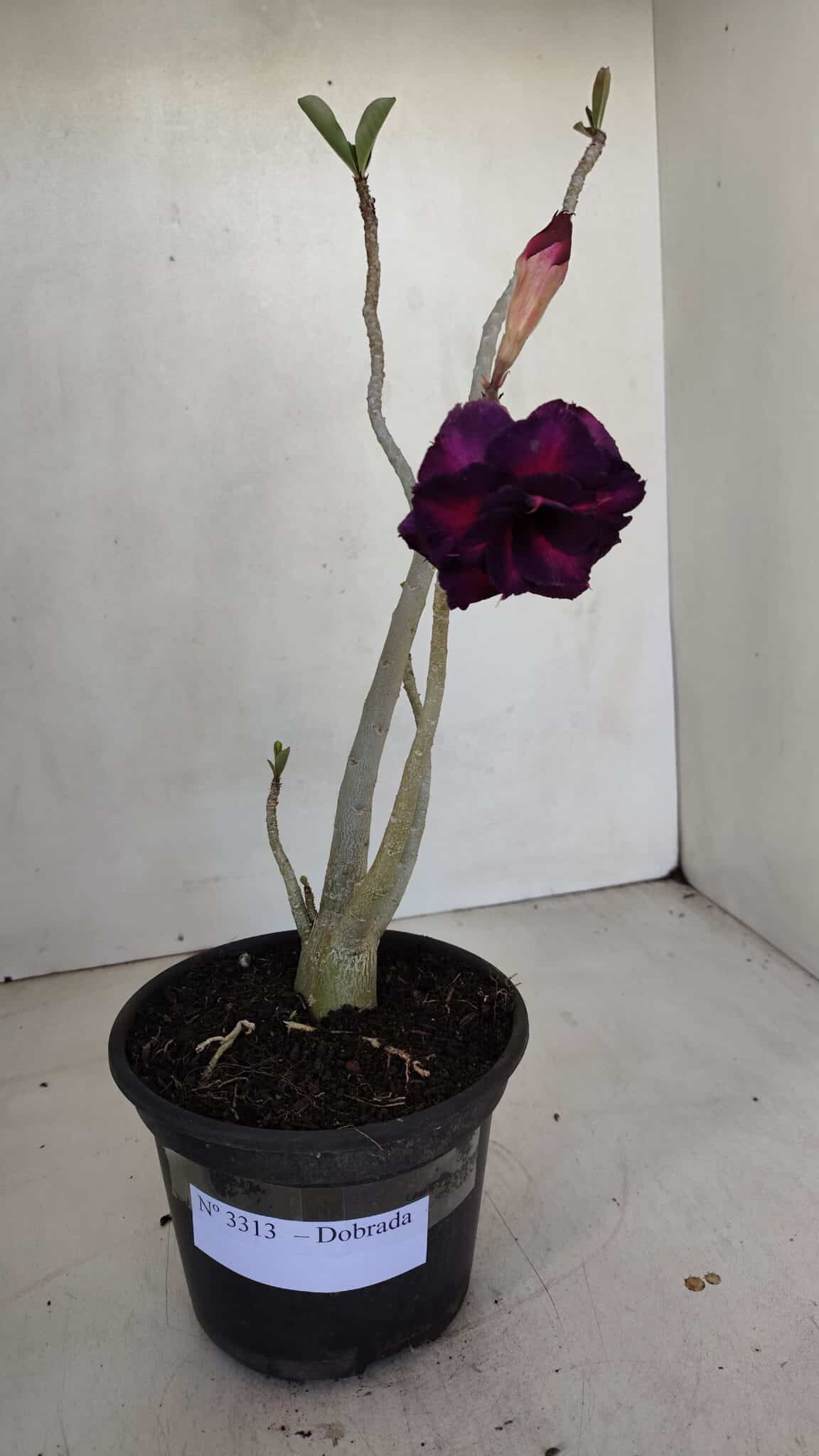 Planta Dobrada 3313 – 35cm – 03 anos