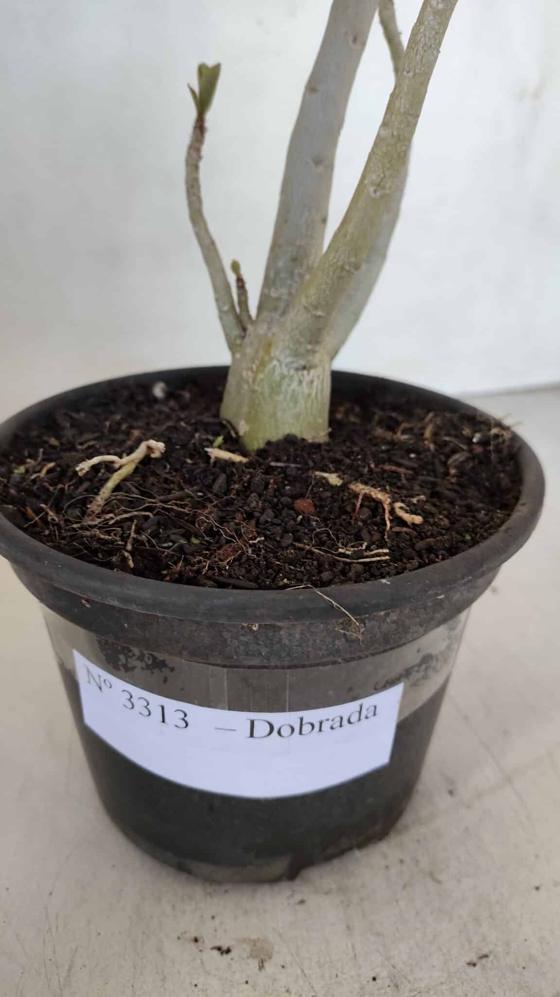 Planta Dobrada 3313 – 35cm – 03 anos