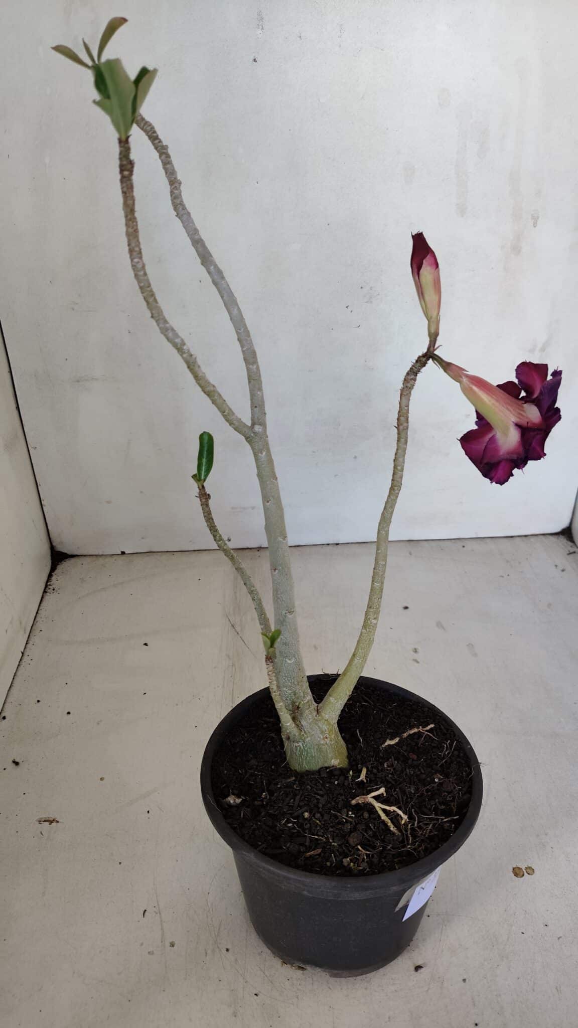 Planta Dobrada 3313 – 35cm – 03 anos