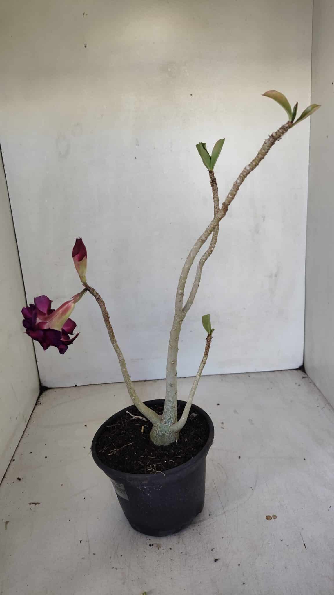 Planta Dobrada 3313 – 35cm – 03 anos