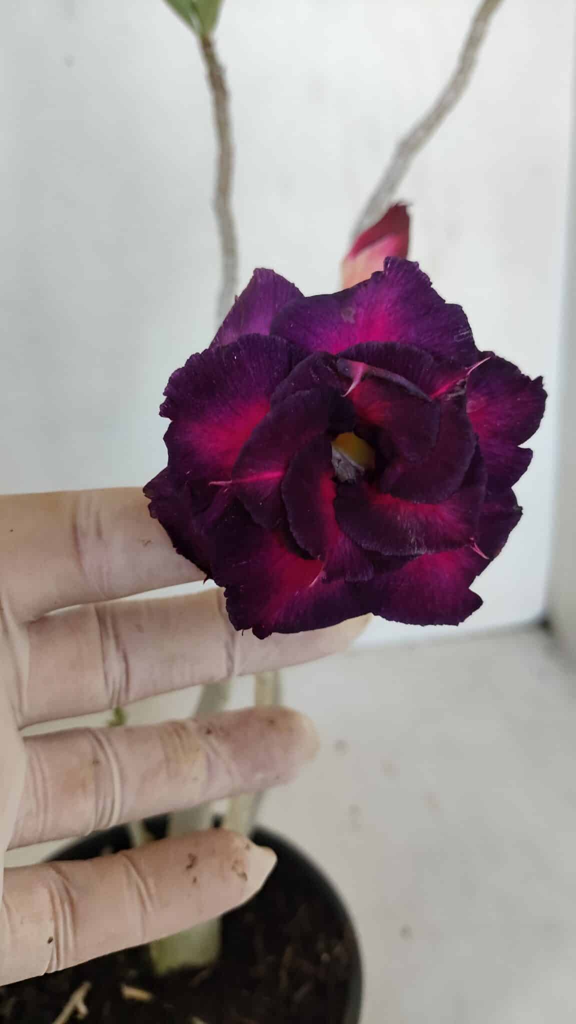 Planta Dobrada 3313 – 35cm – 03 anos