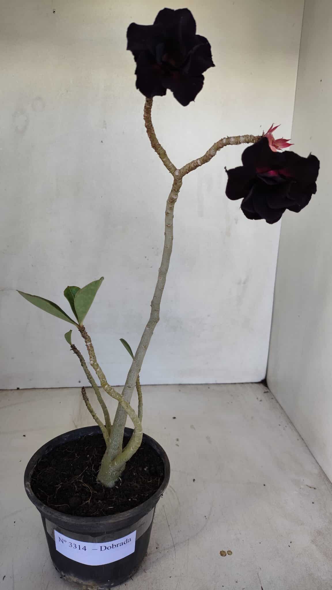 Planta Dobrada 3314 – 35cm – 03 anos