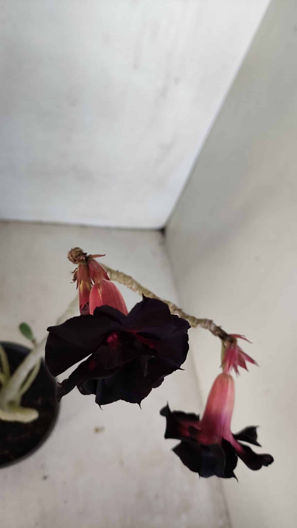 Planta Dobrada 3314 – 35cm – 03 anos