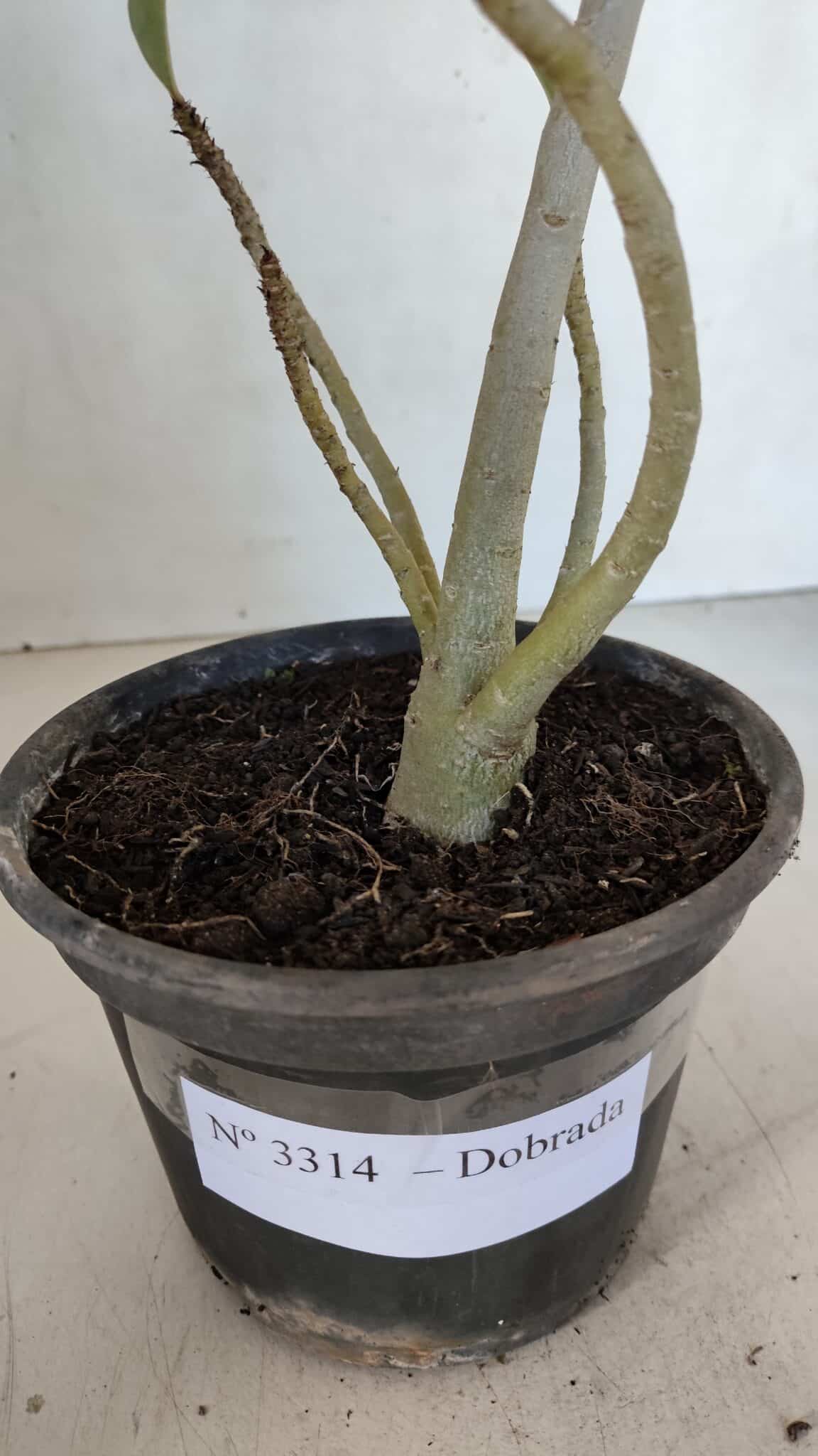 Planta Dobrada 3314 – 35cm – 03 anos