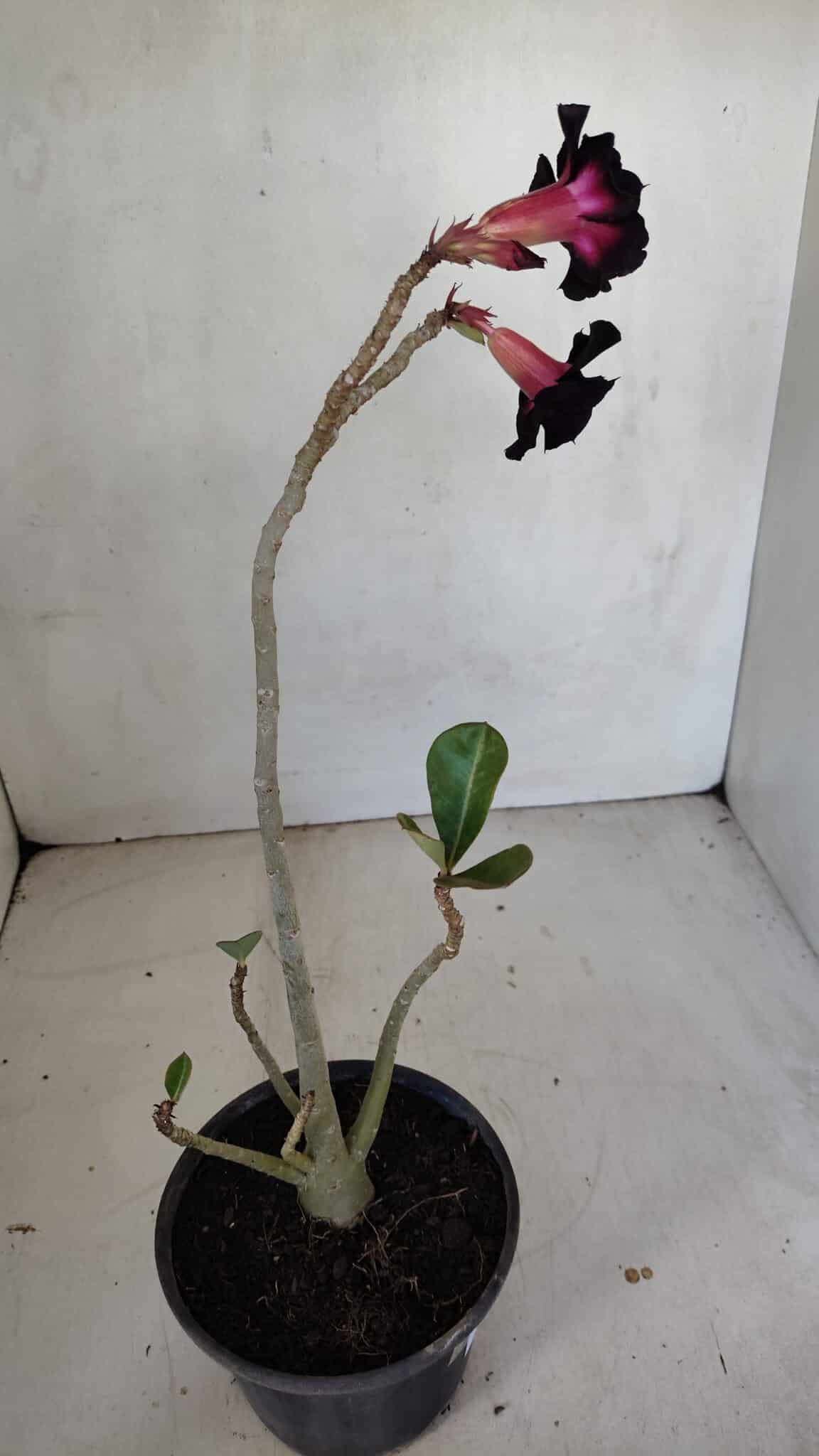 Planta Dobrada 3314 – 35cm – 03 anos