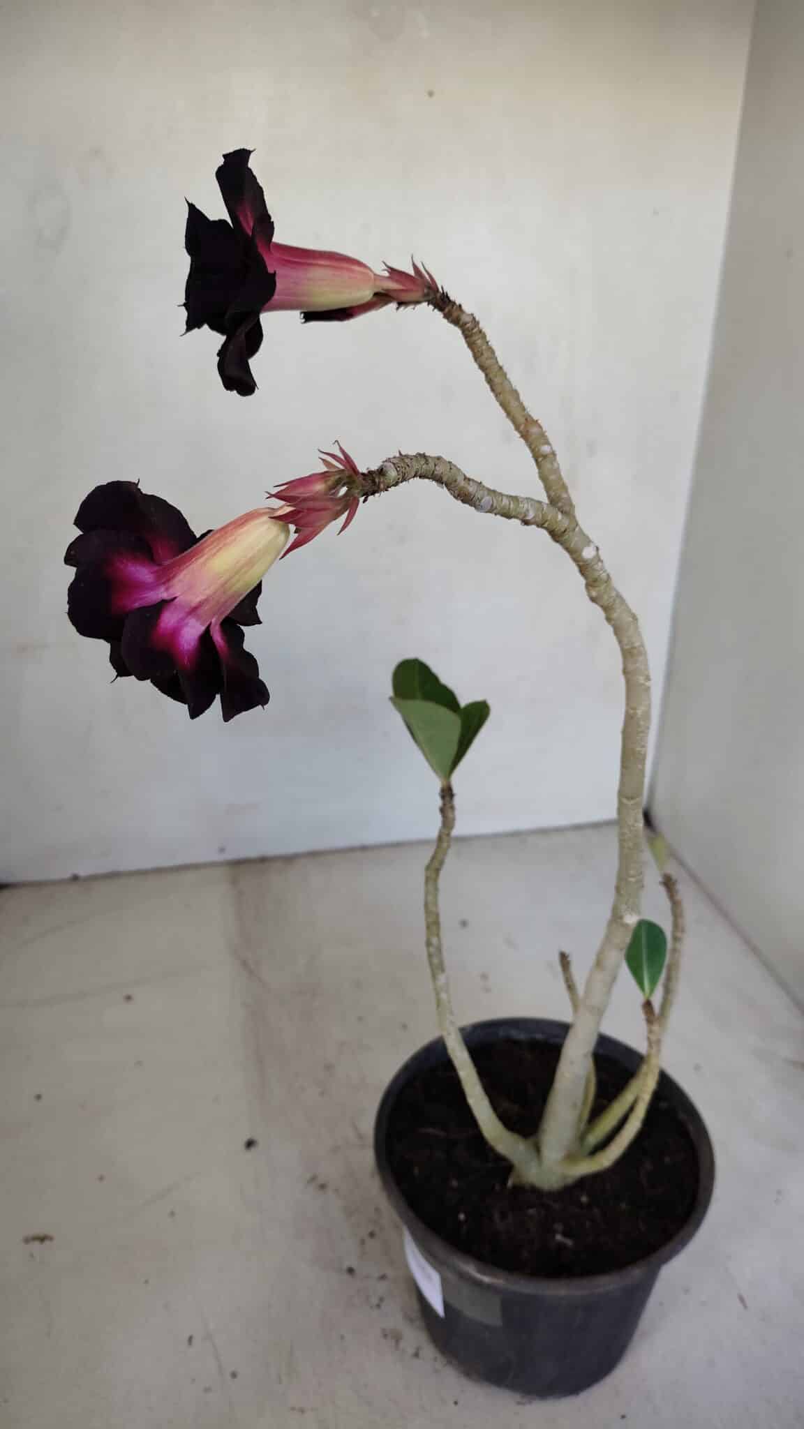 Planta Dobrada 3314 – 35cm – 03 anos