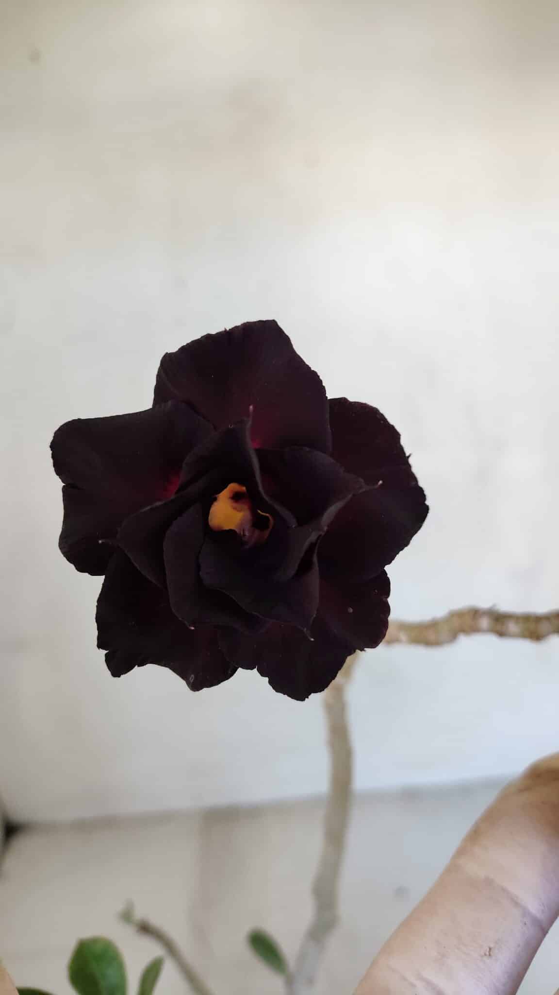 Planta Dobrada 3314 – 35cm – 03 anos