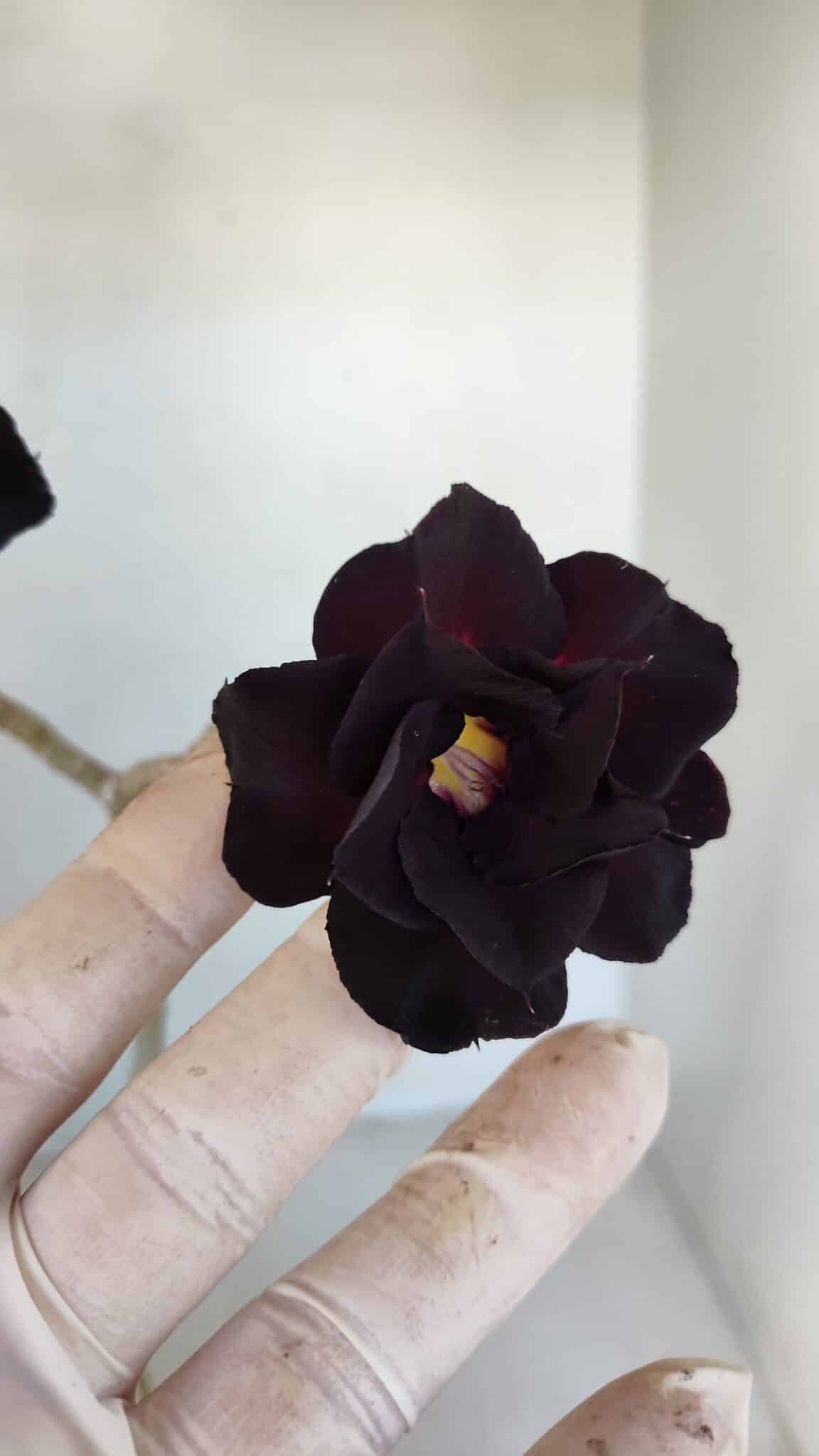 Planta Dobrada 3314 – 35cm – 03 anos