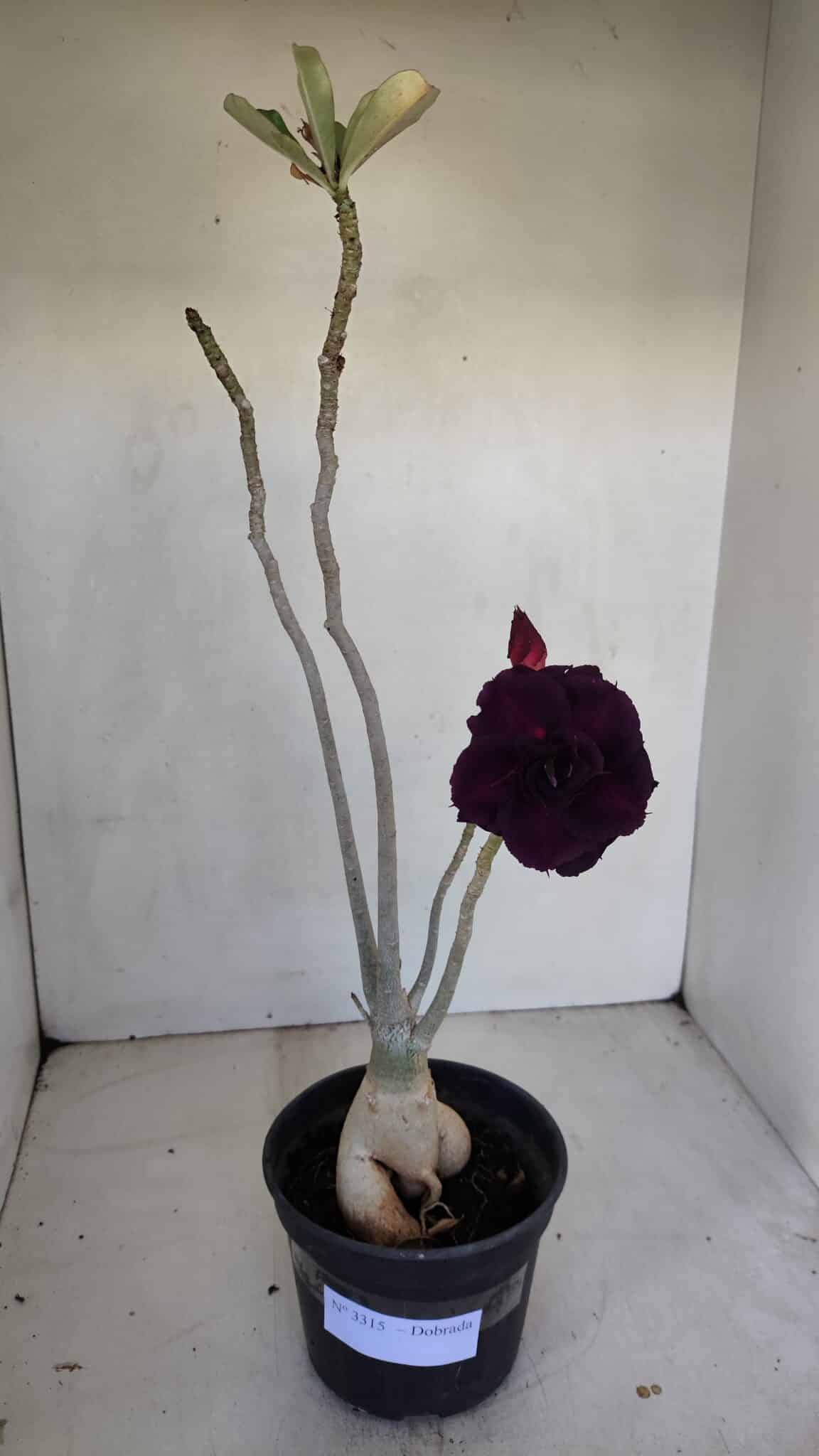 Planta Dobrada 3315 – 45cm – 03 anos