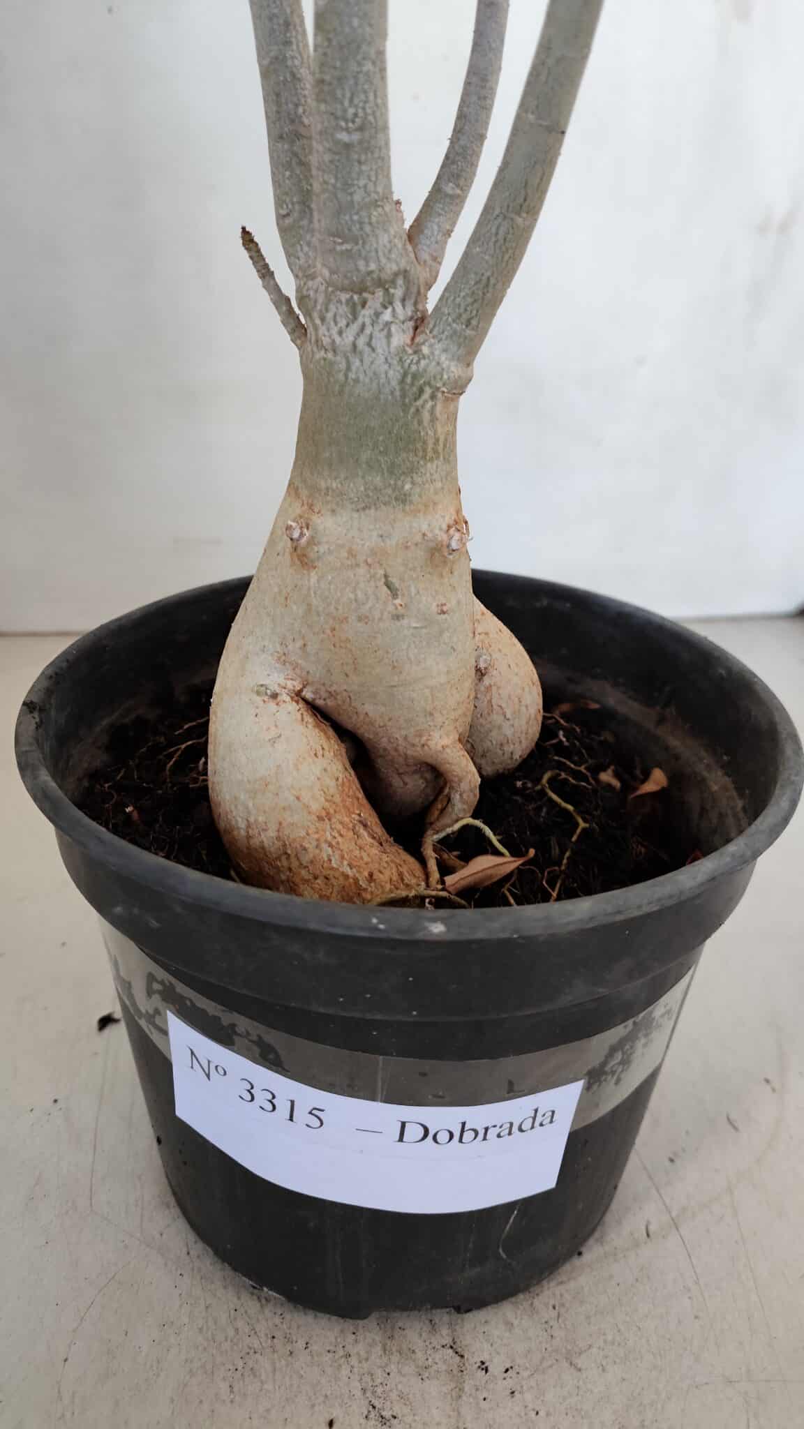 Planta Dobrada 3315 – 45cm – 03 anos