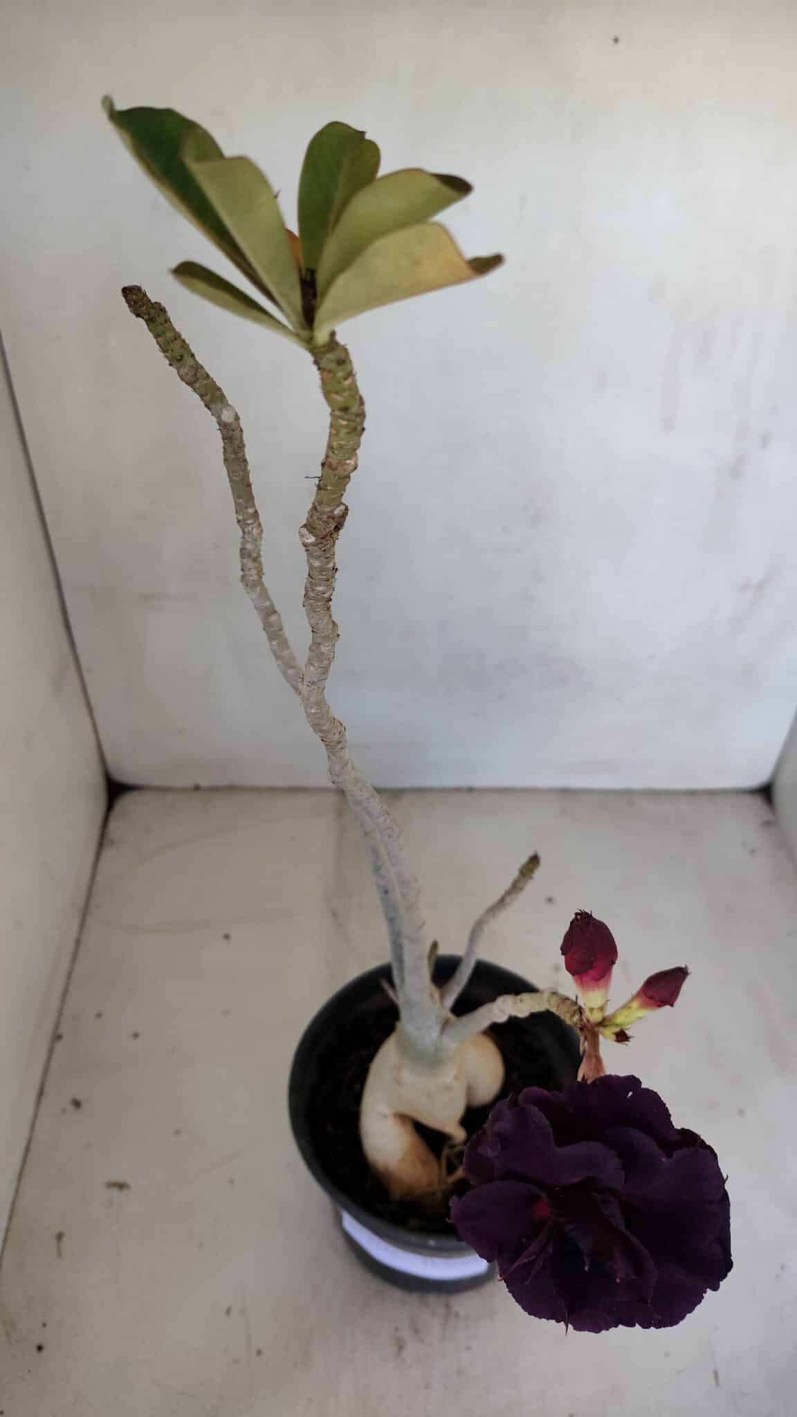 Planta Dobrada 3315 – 45cm – 03 anos