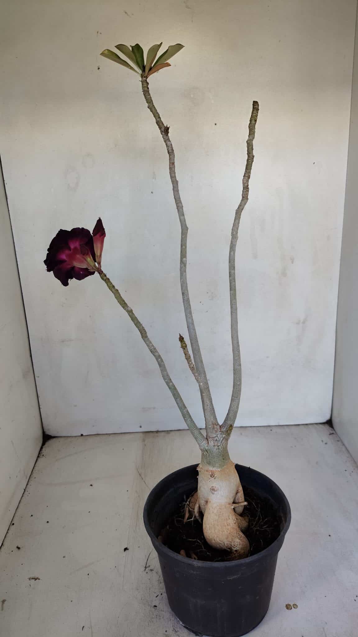 Planta Dobrada 3315 – 45cm – 03 anos