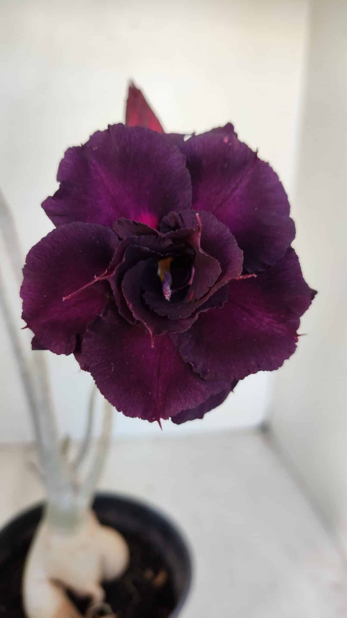 Planta Dobrada 3315 – 45cm – 03 anos
