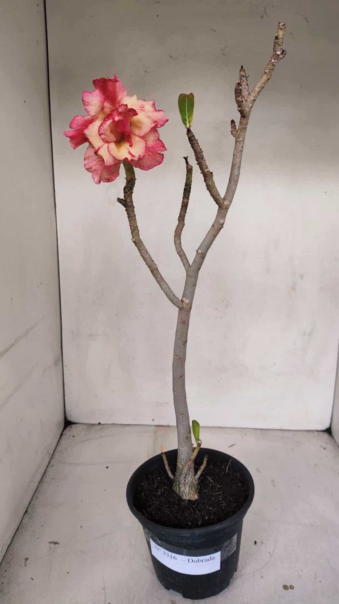 Planta Dobrada 3316 – 35cm – 03 anos
